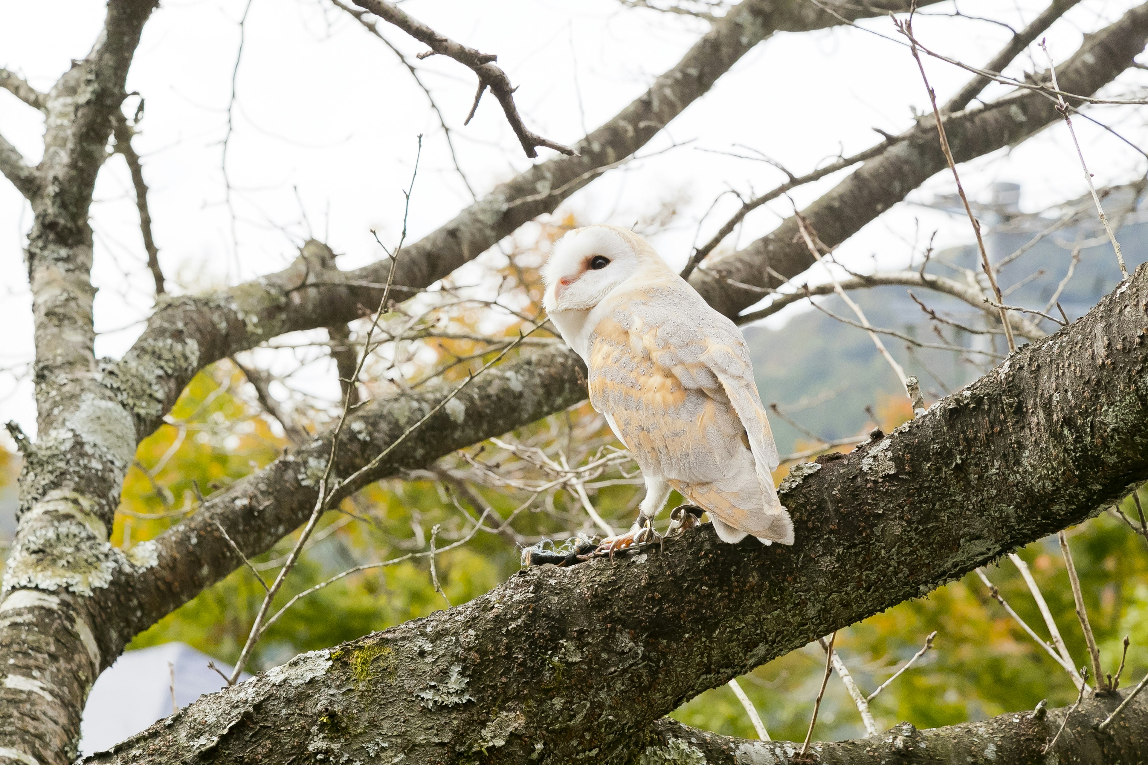 Burung hantu putih bertengger di dahan pohon