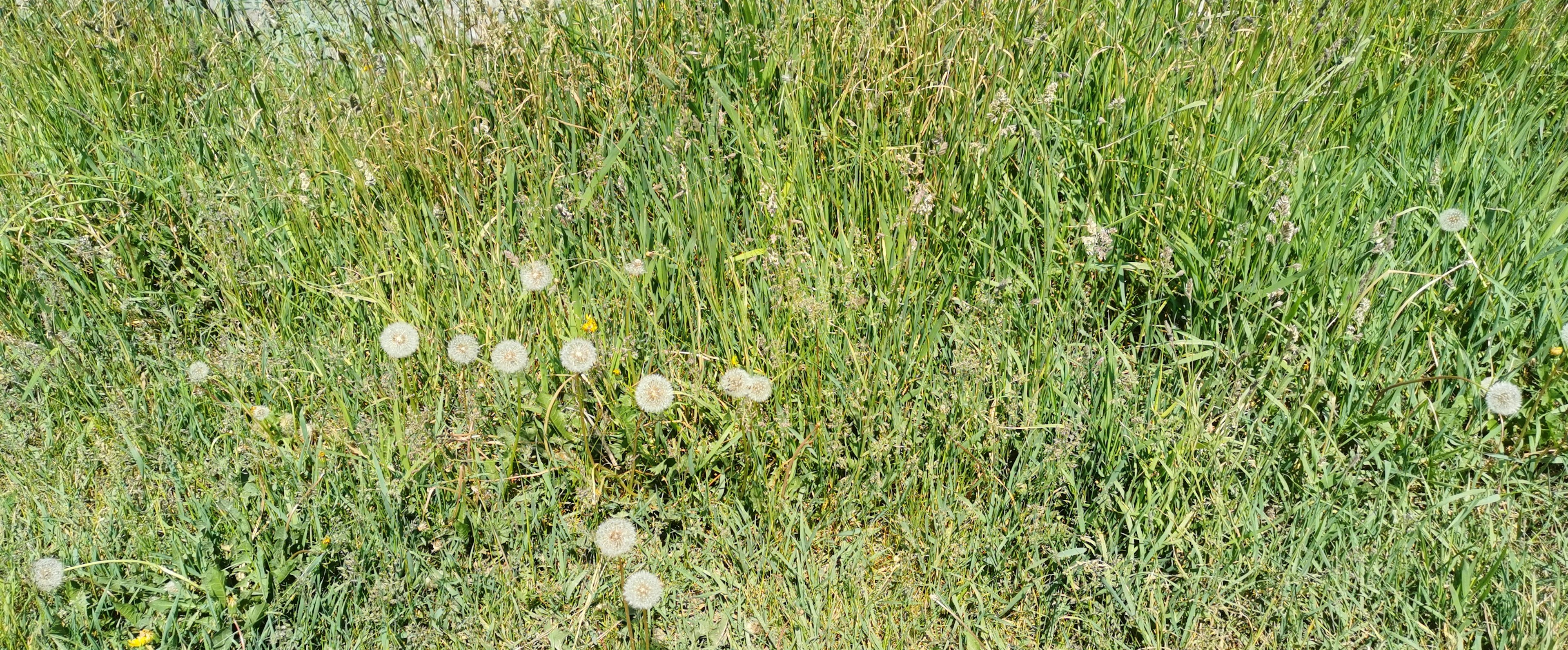 Grüne Grasfläche mit weißen Löwenzahnblüten