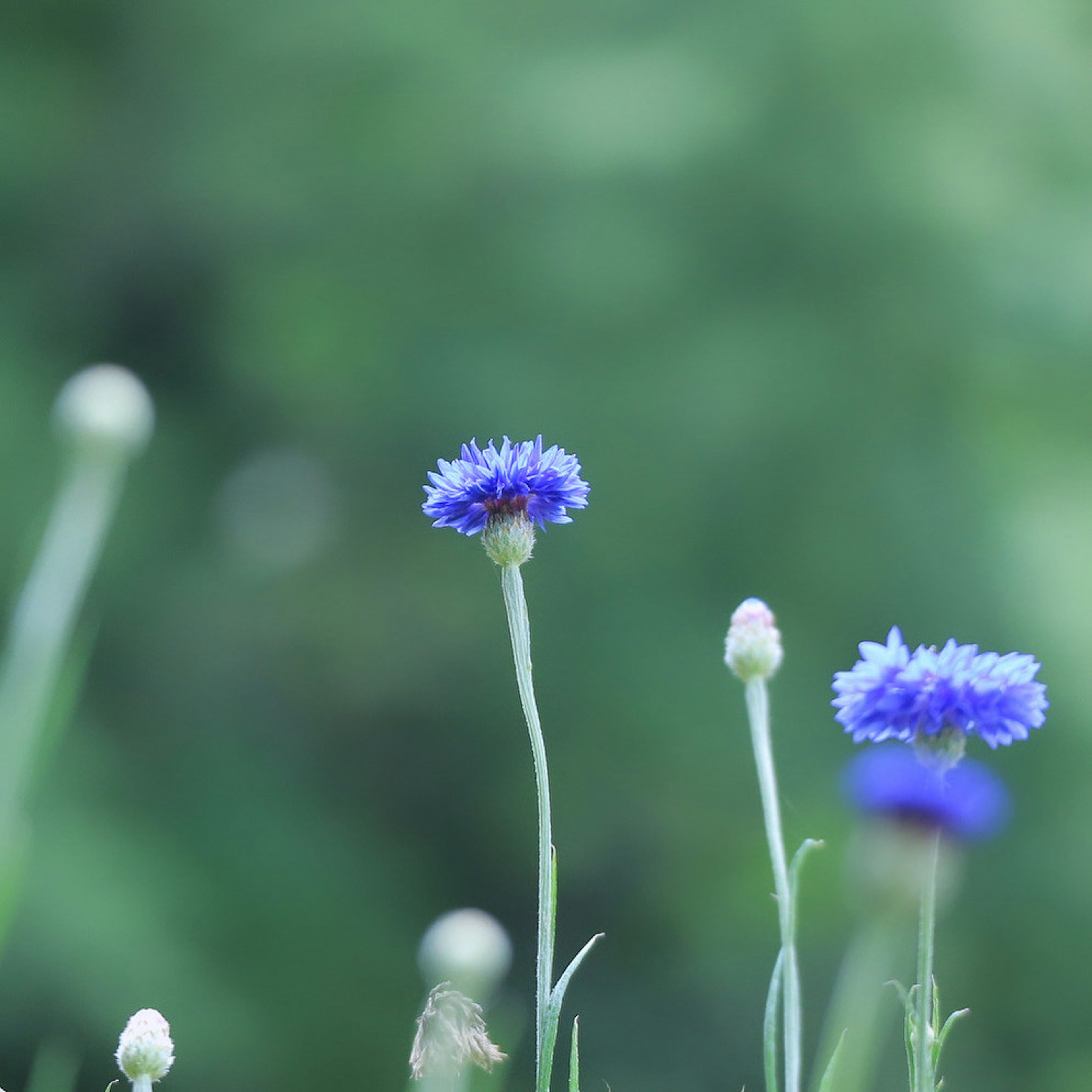 Blaue Blumen blühen vor einem grünen Hintergrund