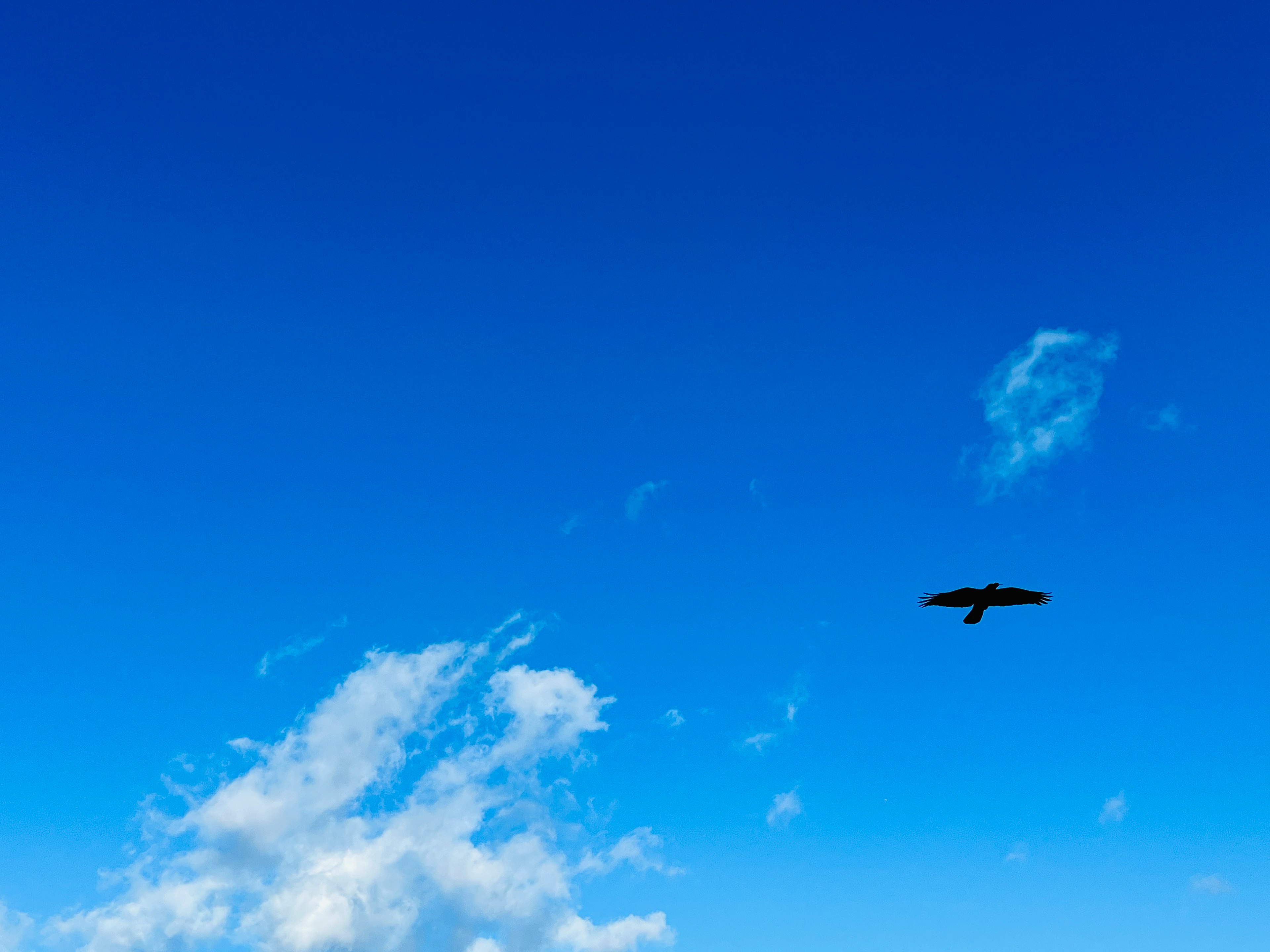 青空に浮かぶ黒い鳥のシルエット