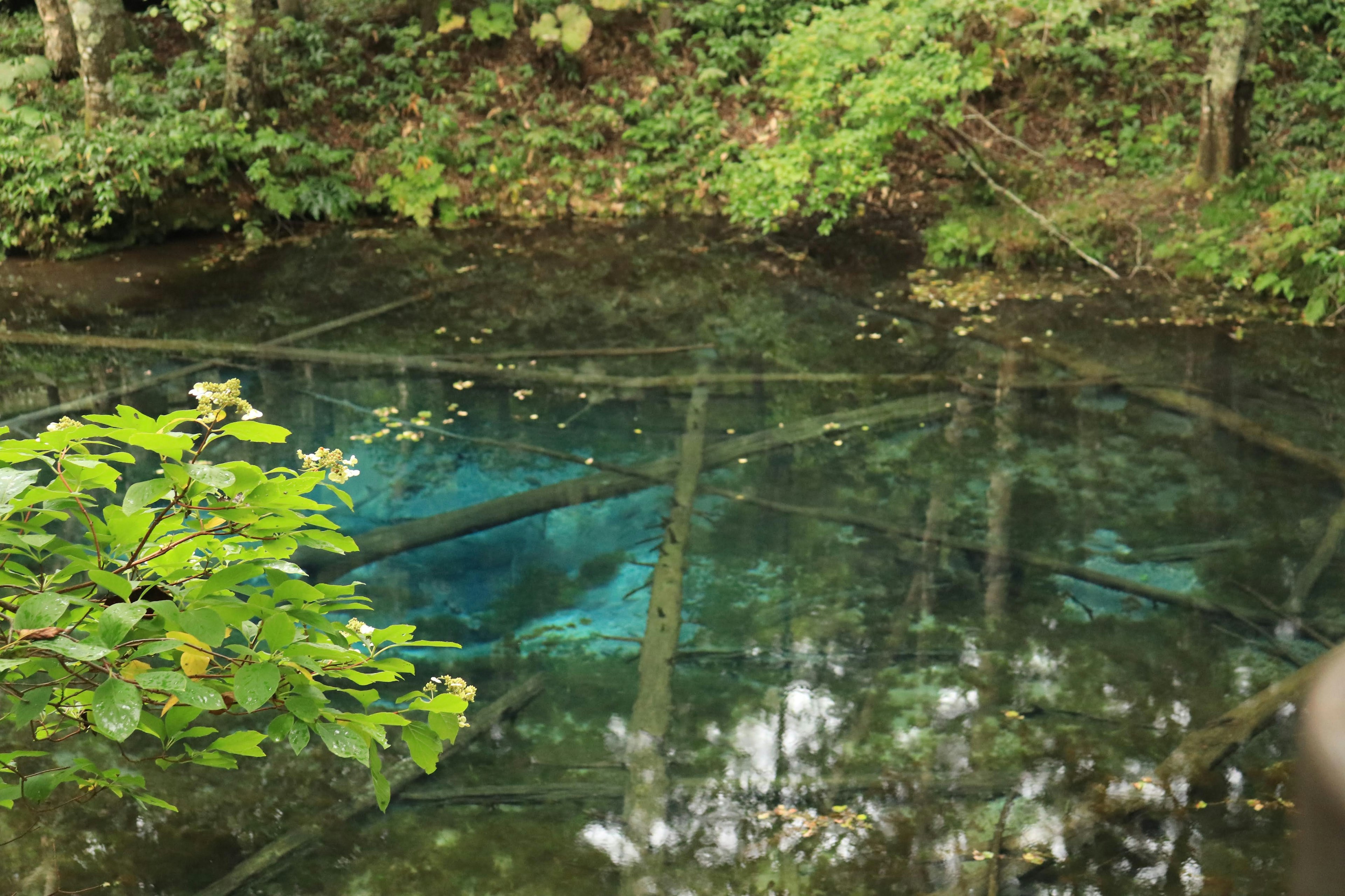 Un estanque sereno con una superficie azul que refleja árboles verdes exuberantes