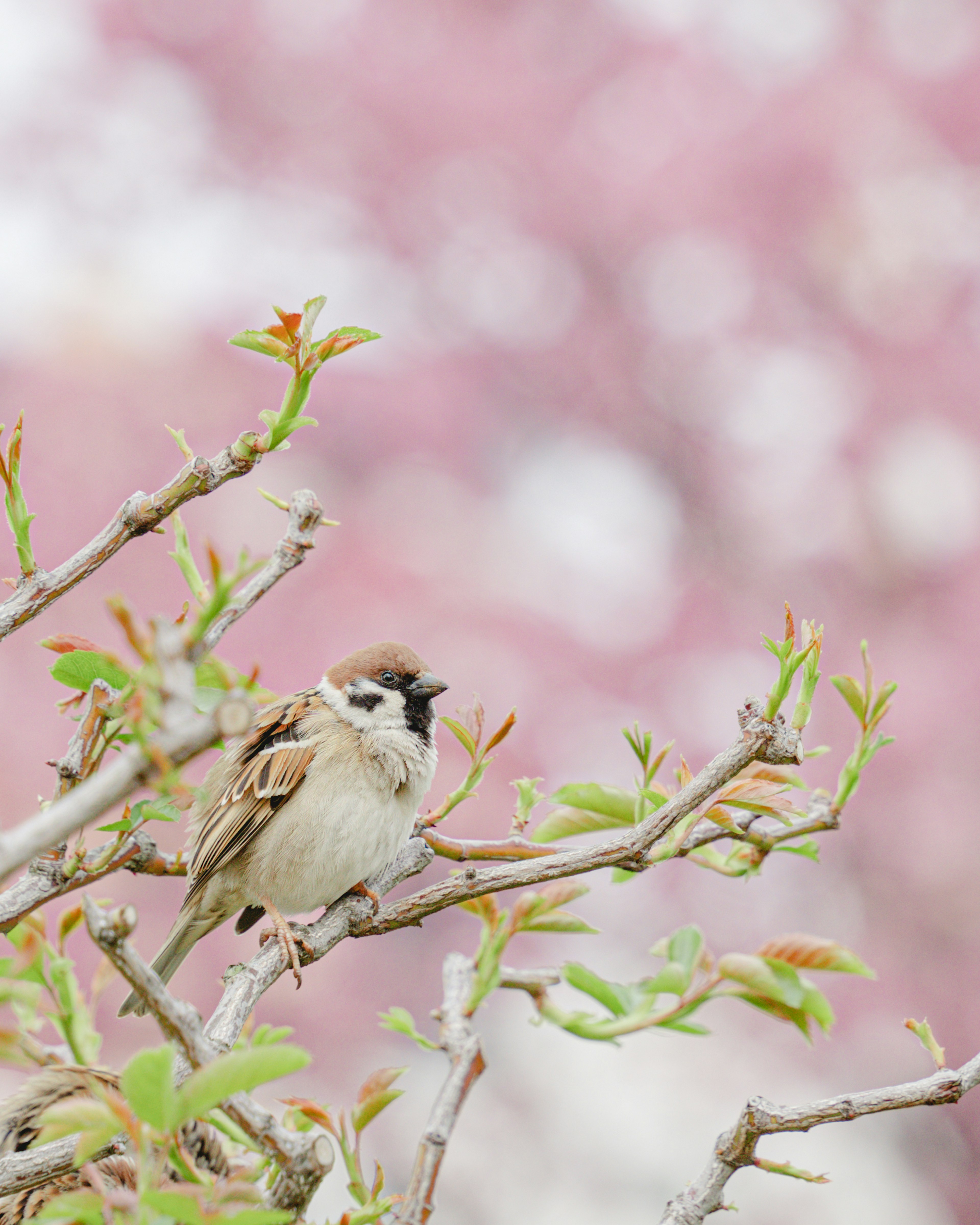 春の桜の花の前にいる小鳥の画像