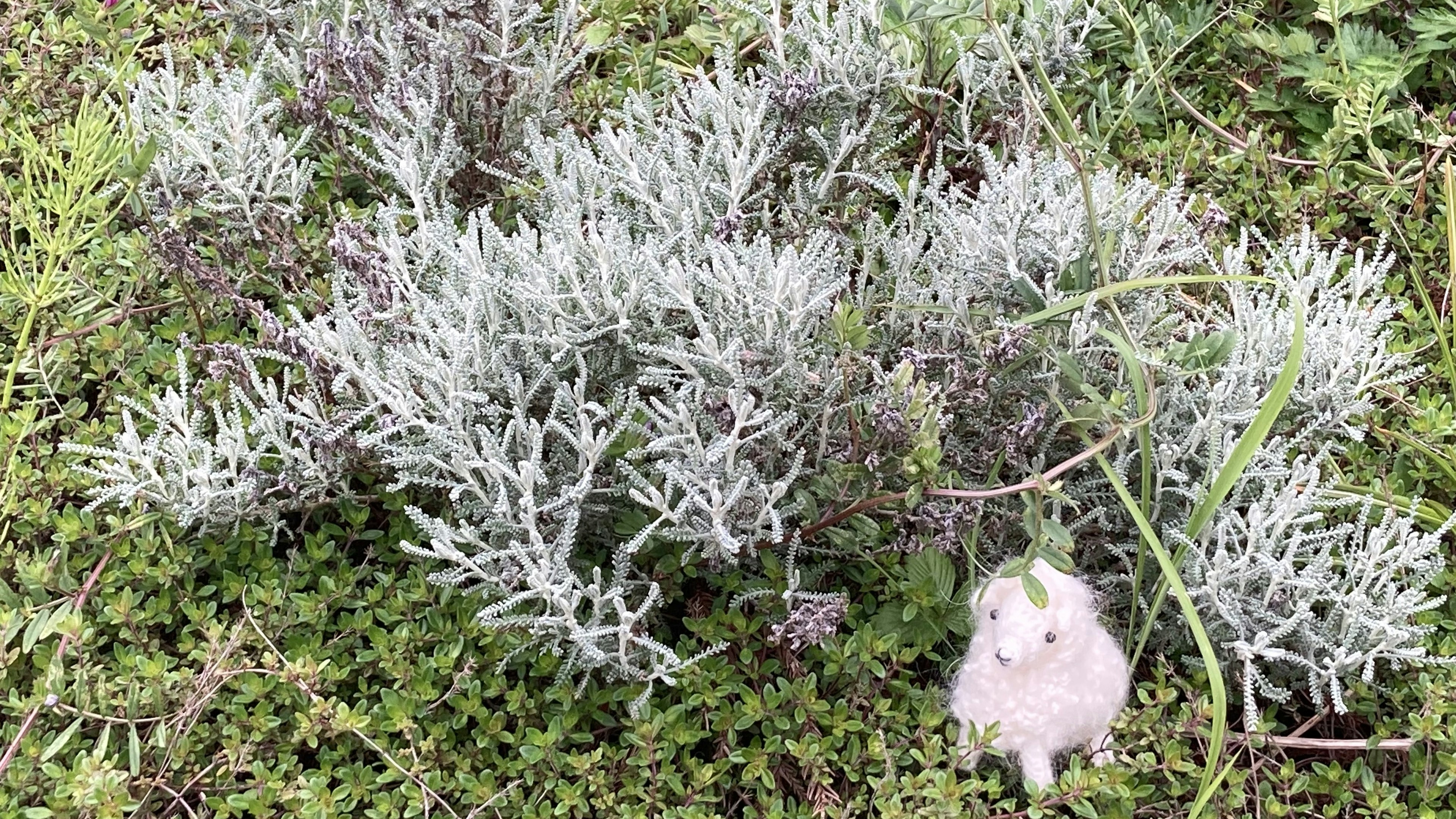 Tanaman perak-hijau di rumput hijau dengan hewan putih kecil di dekatnya