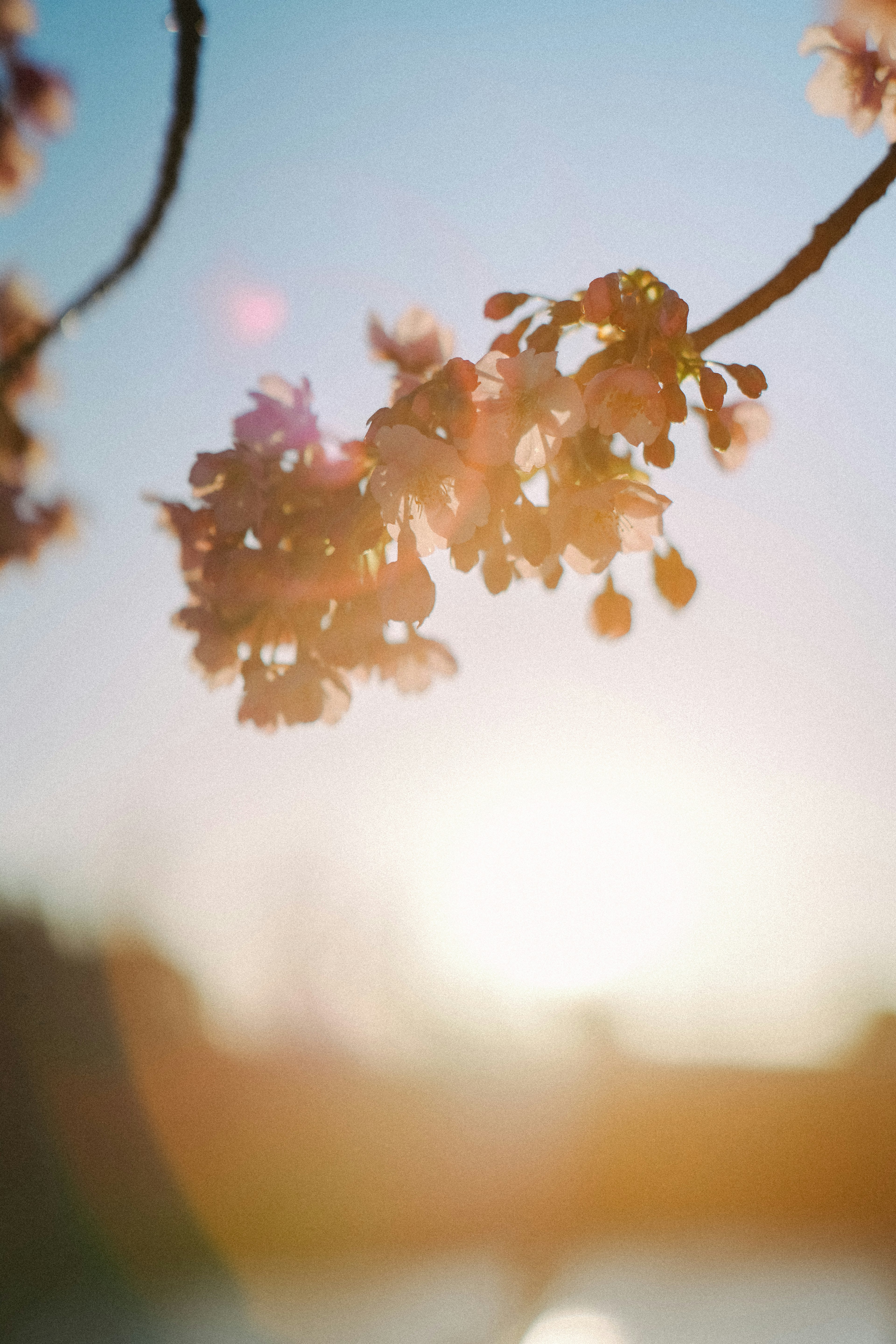 Nahaufnahme von Kirschblüten vor einem ruhigen Sonnenuntergang