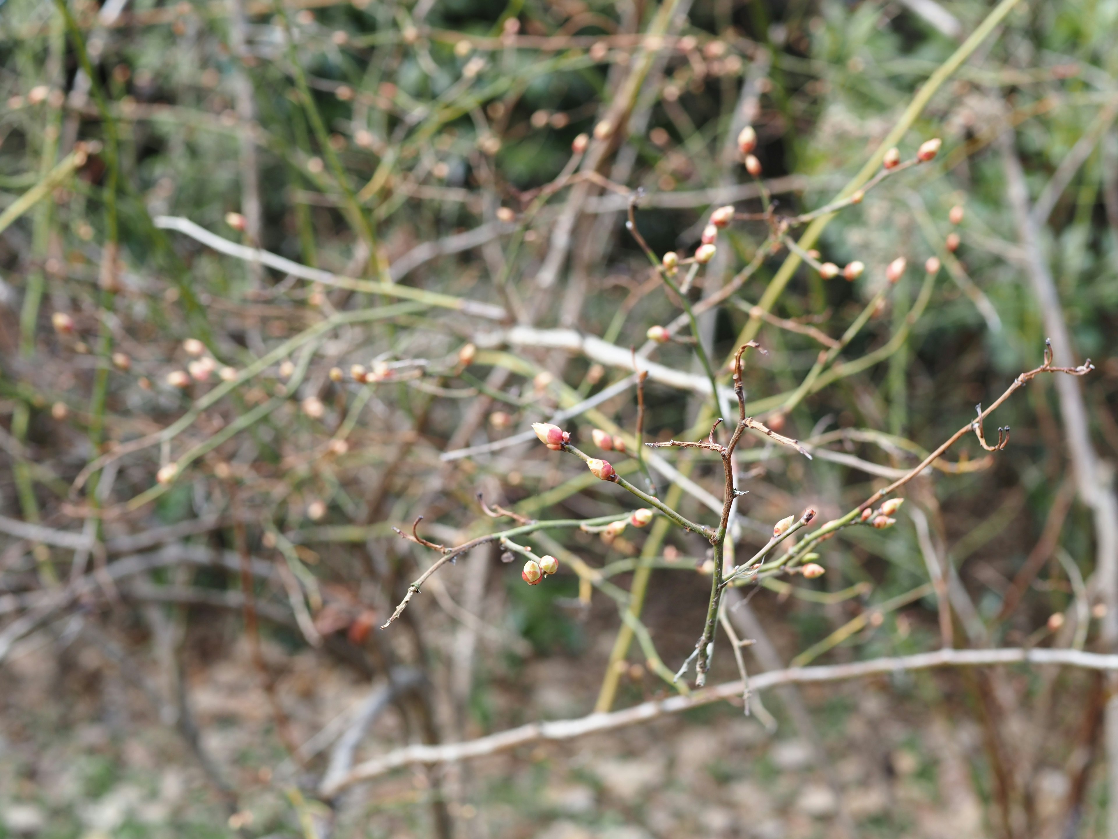 Dünne Äste mit kleinen Knospen in einer Frühlingsszene