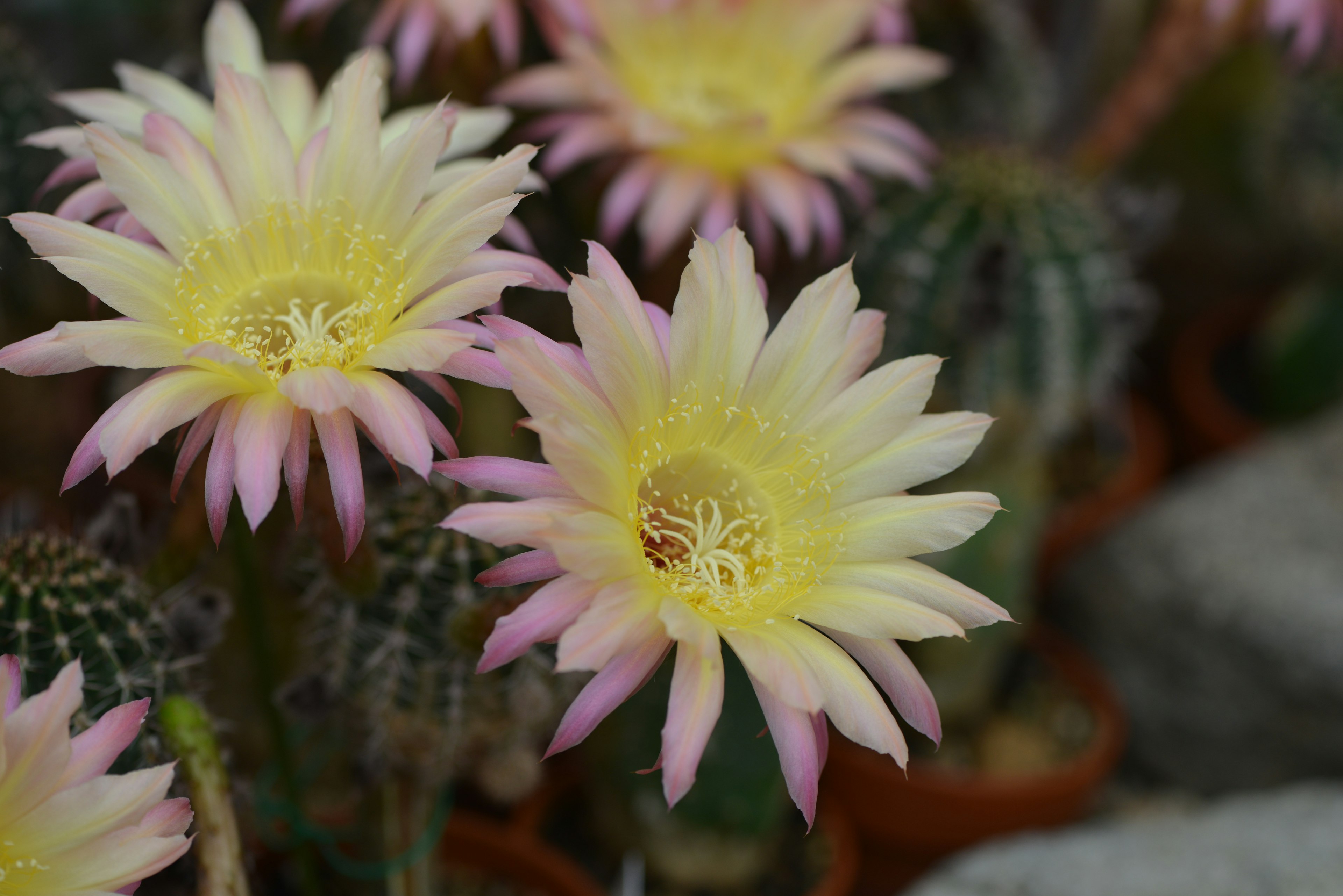 Bellissimi fiori di cactus con petali gialli e rosa vivaci