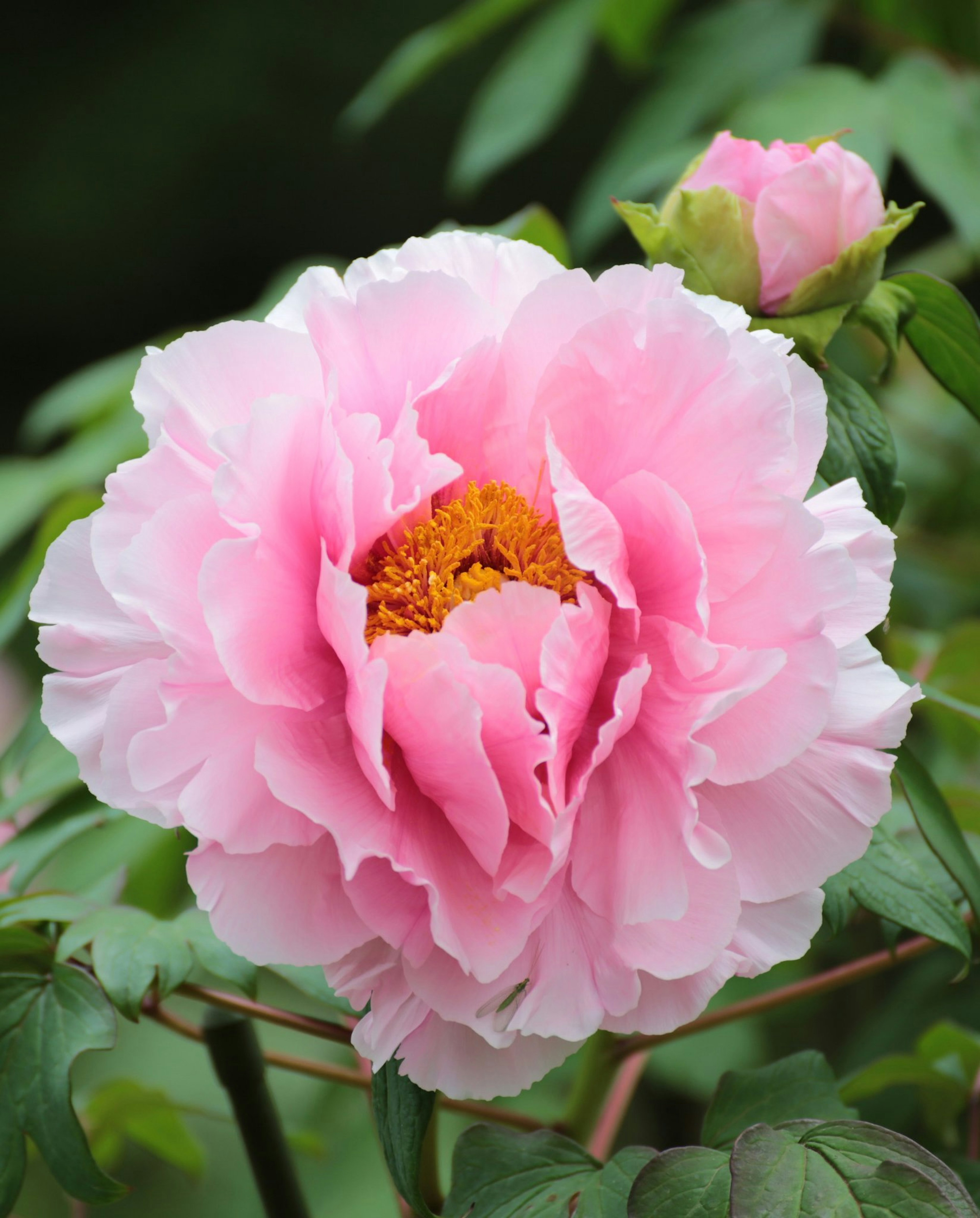 Hermosa flor de peonía rosa con estambres naranjas en el centro