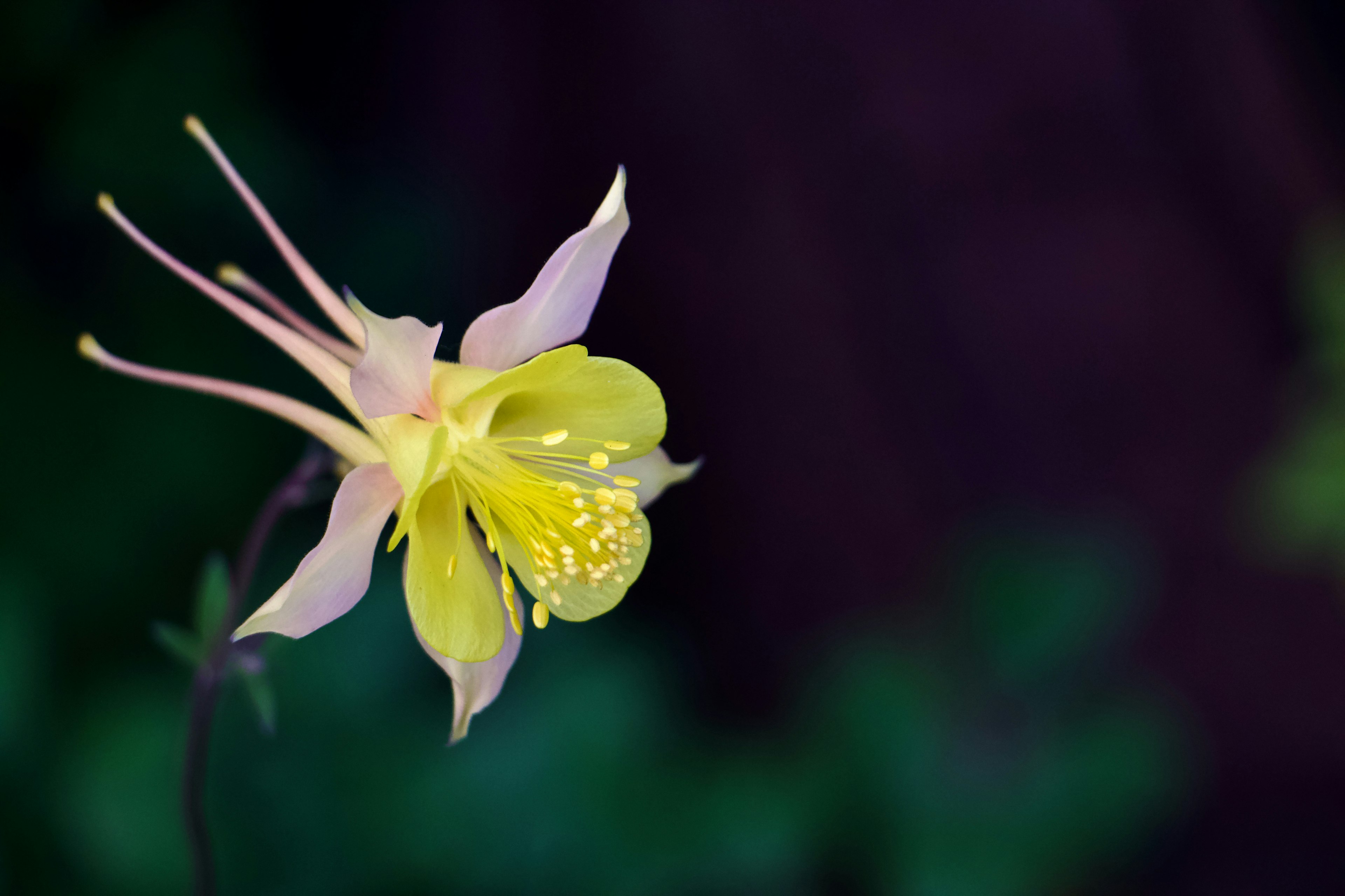 黄色い花びらを持つ美しいアコリの花