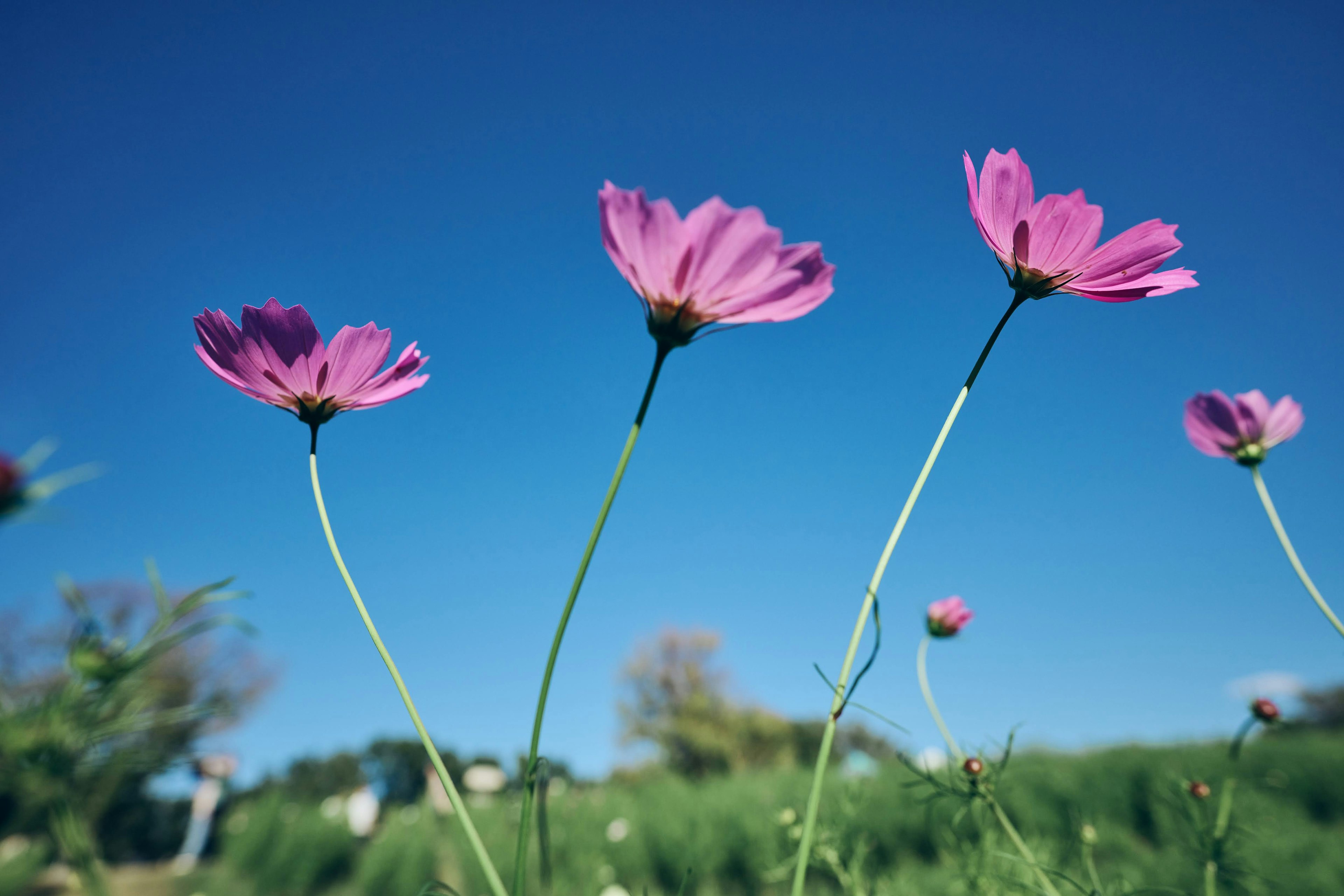 青空の下に咲くピンクの花々が美しい