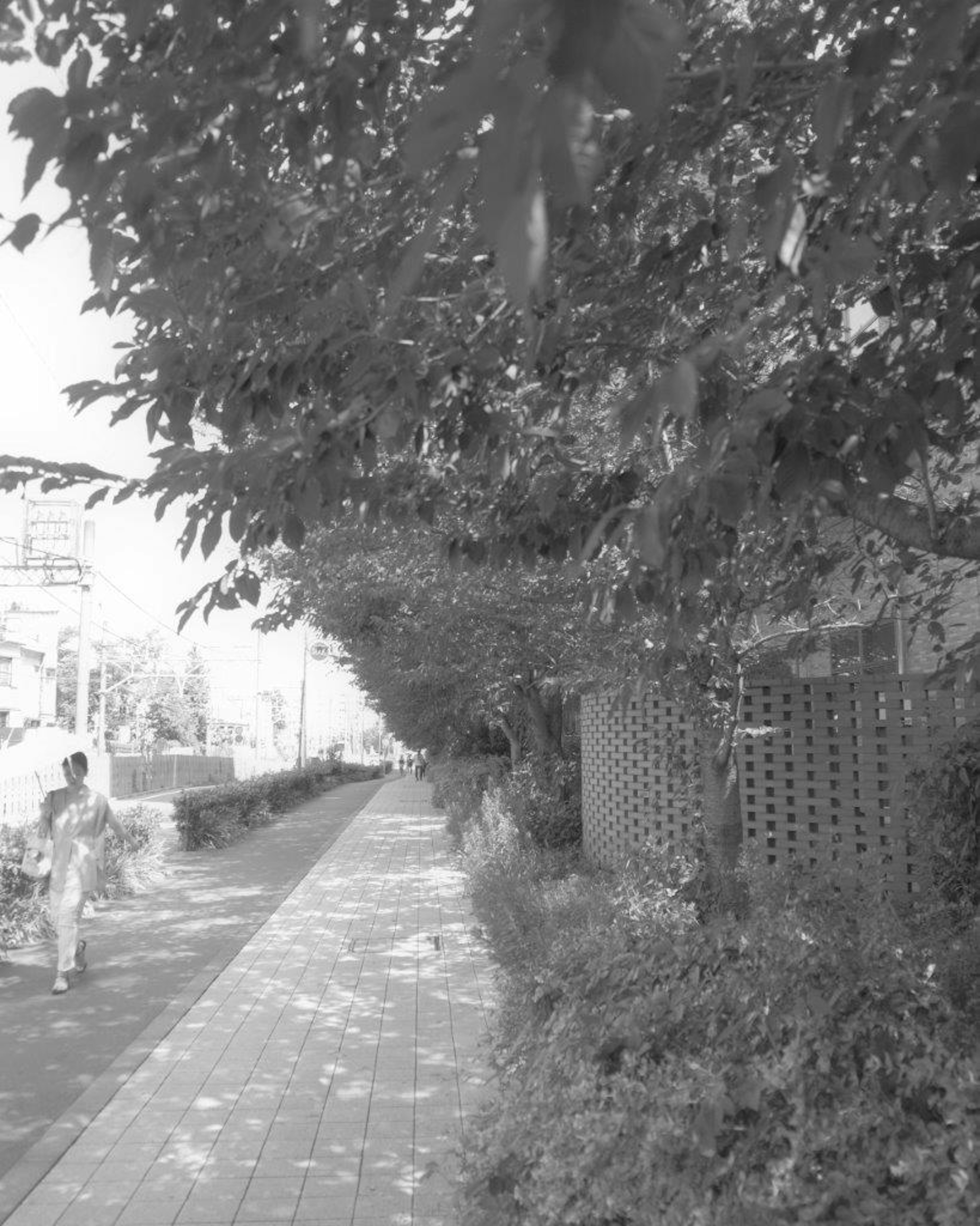 Scène en noir et blanc d'un trottoir bordé d'arbres avec un piéton