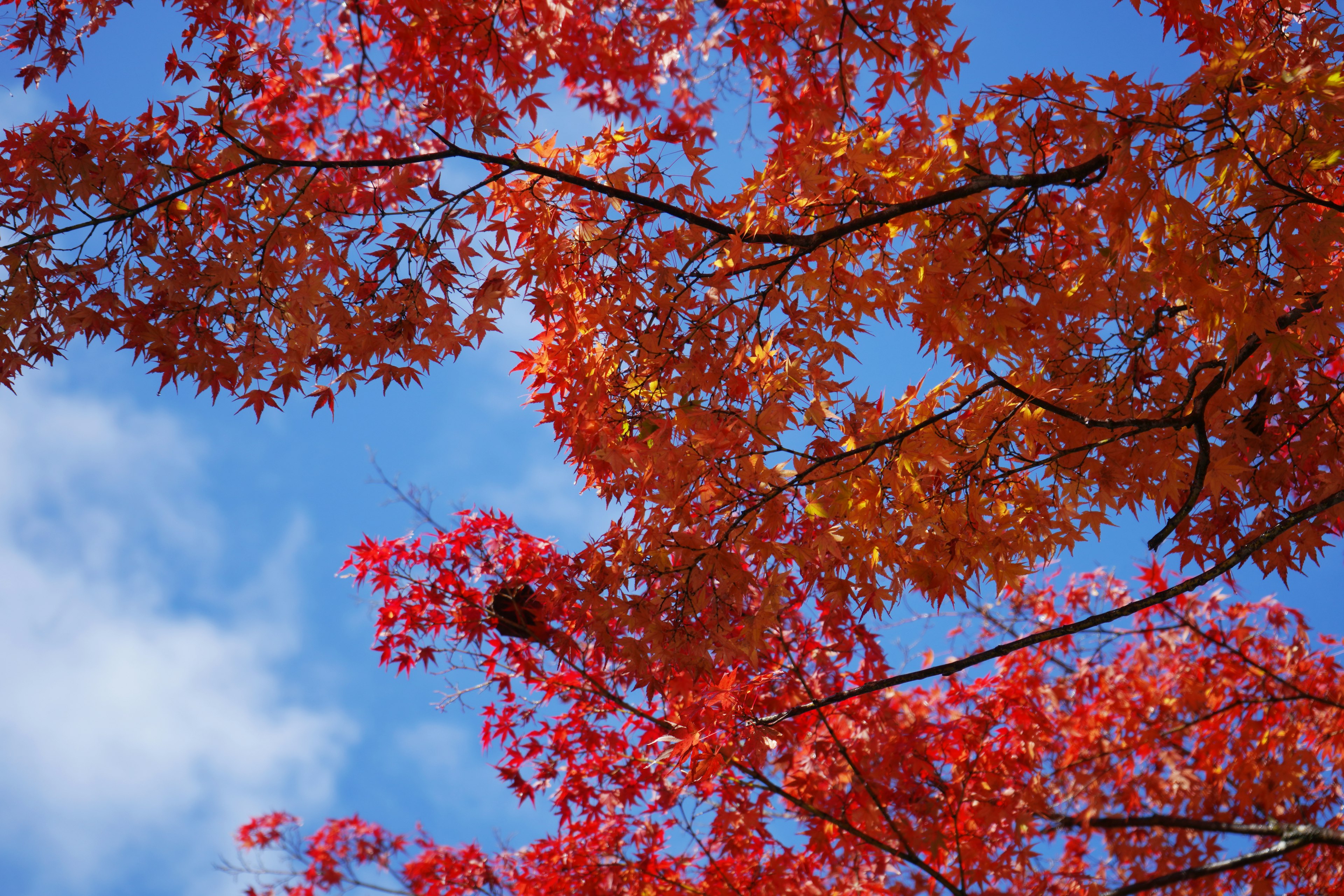 Bellissime foglie autunnali rosse e arancioni contro un cielo blu