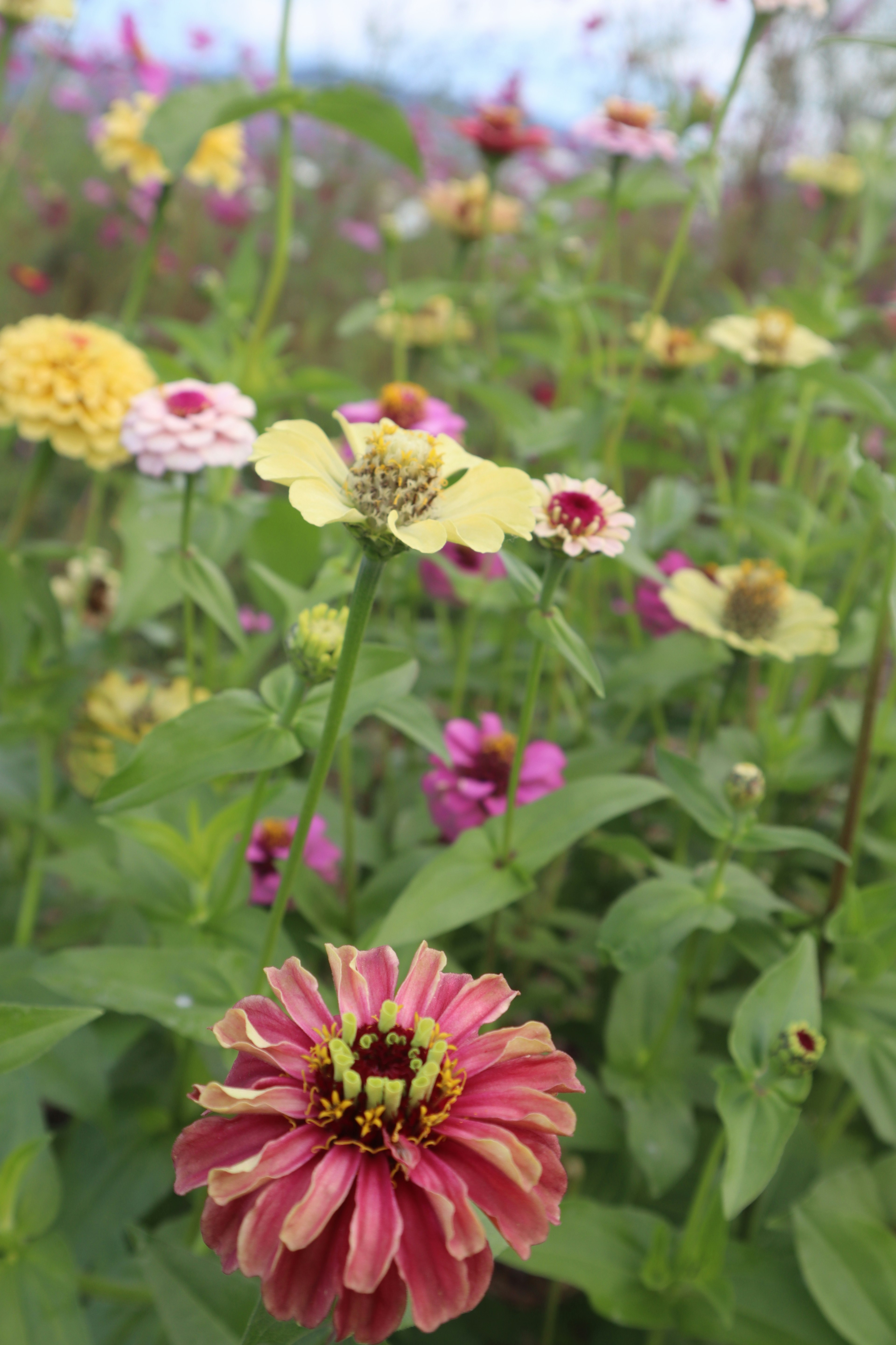 Acercamiento a flores coloridas en un jardín vibrante