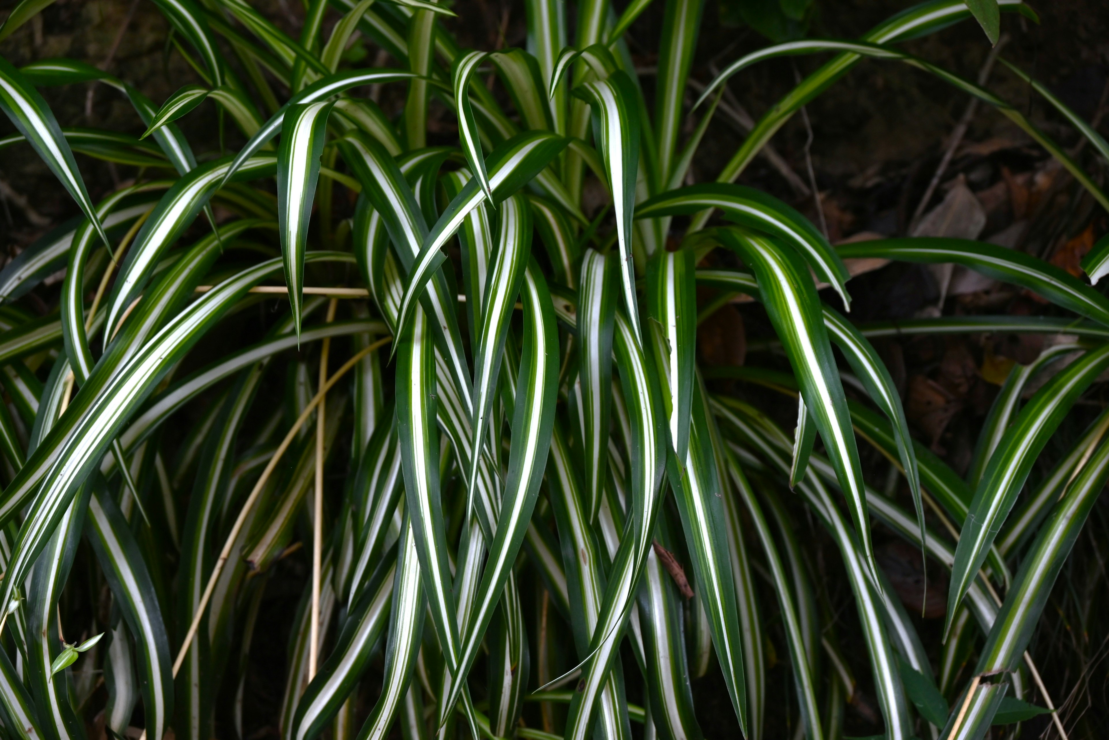 Close-up of a plant with green leaves and white stripes