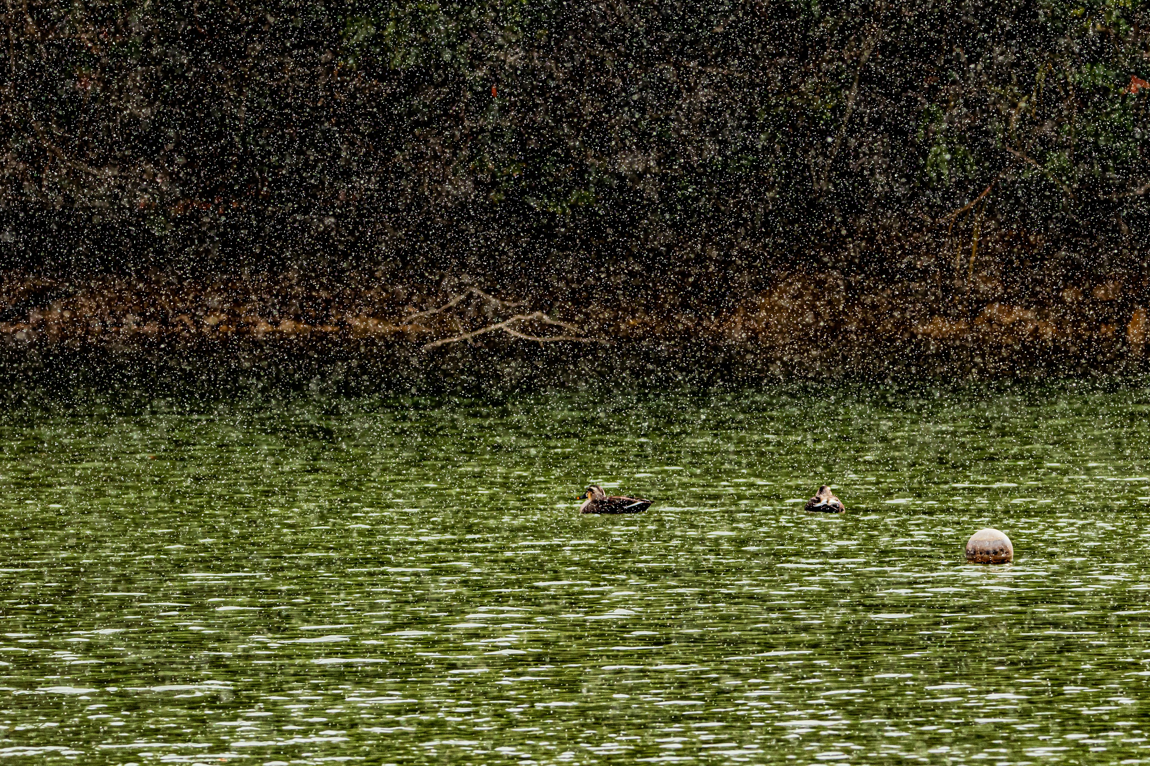 Wilde Enten, die auf einem grünlichen Teich mit Wasserpflanzen schwimmen