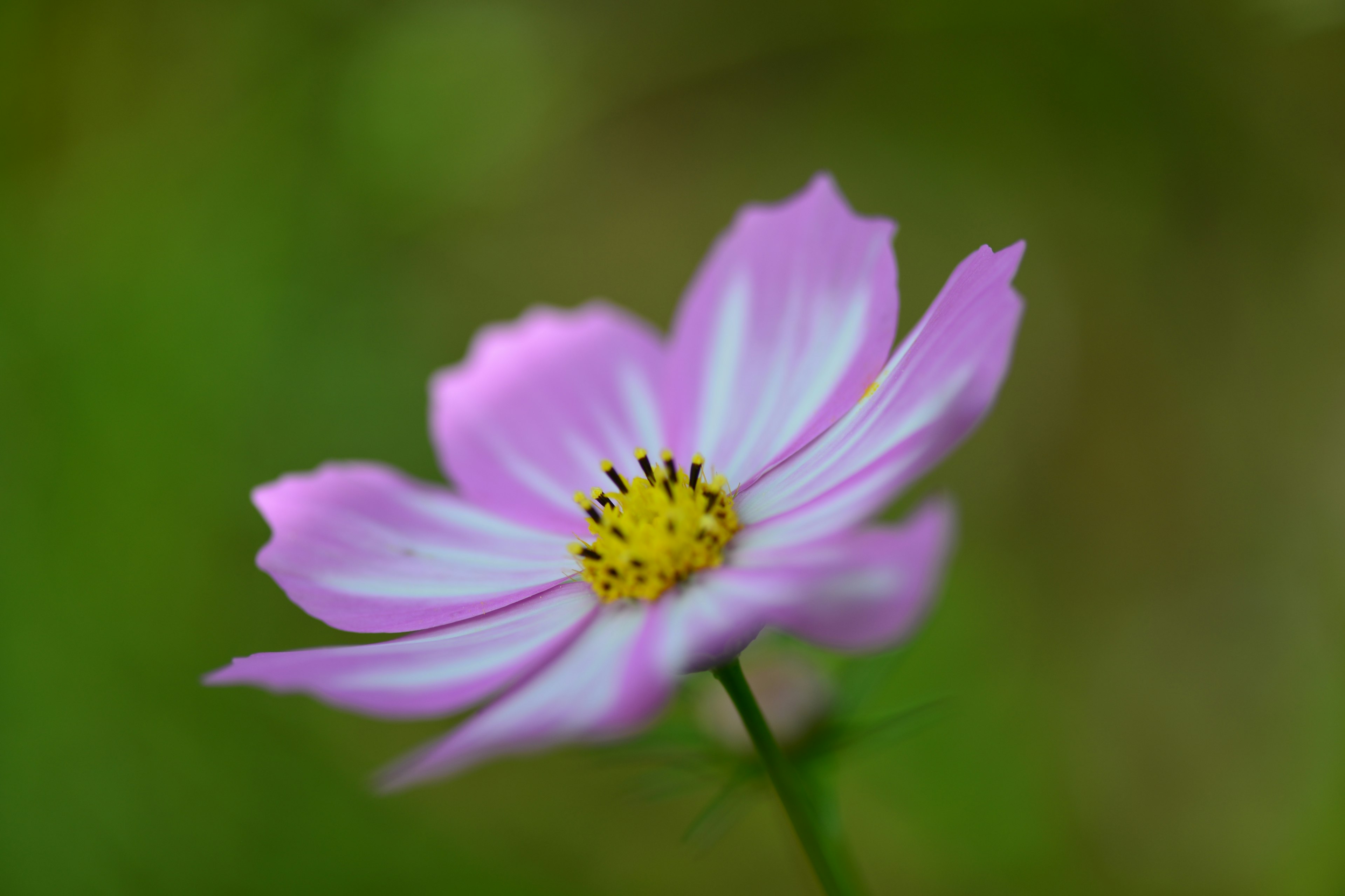 美しいピンクの花が緑の背景で咲いている