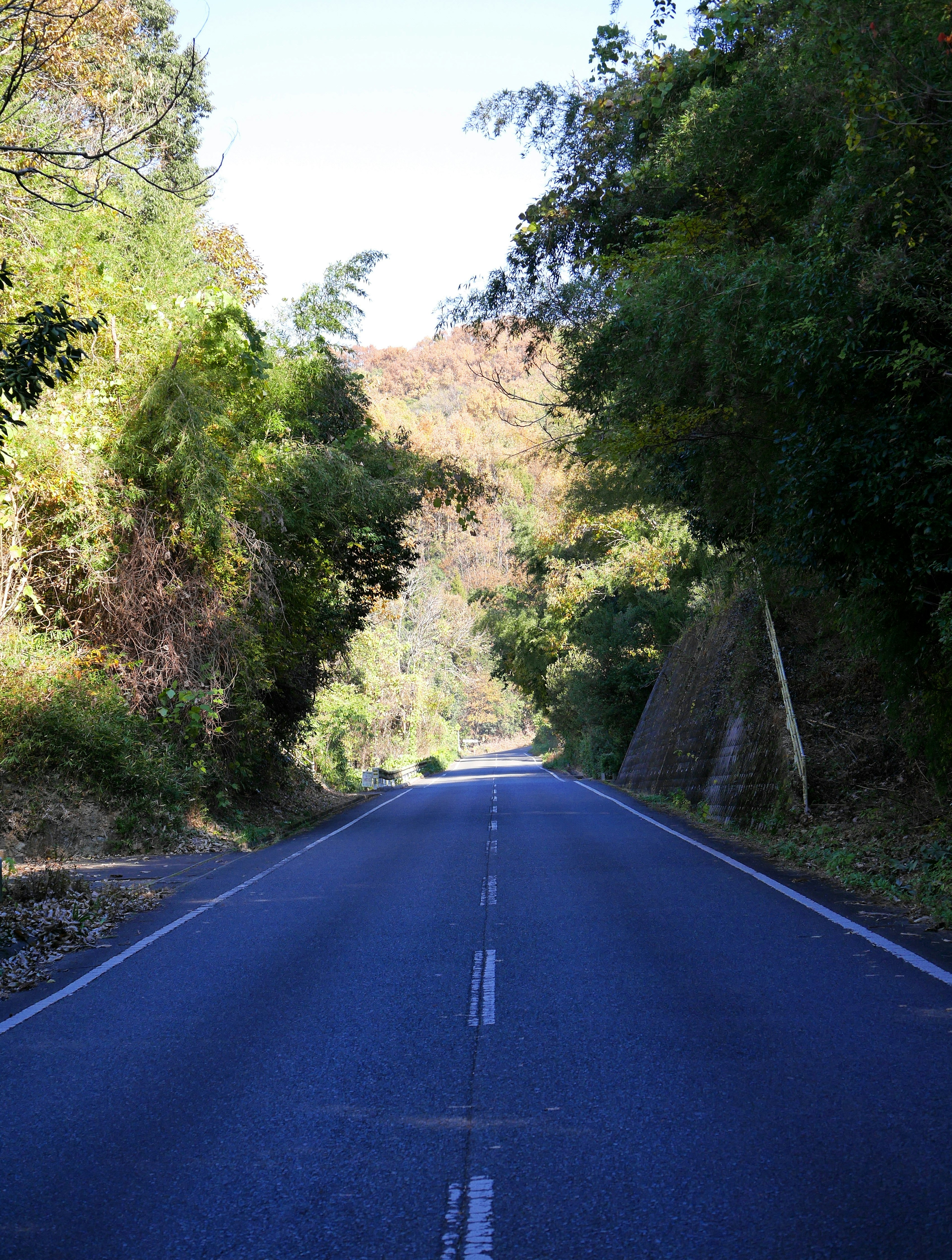 A serene road scene surrounded by lush greenery