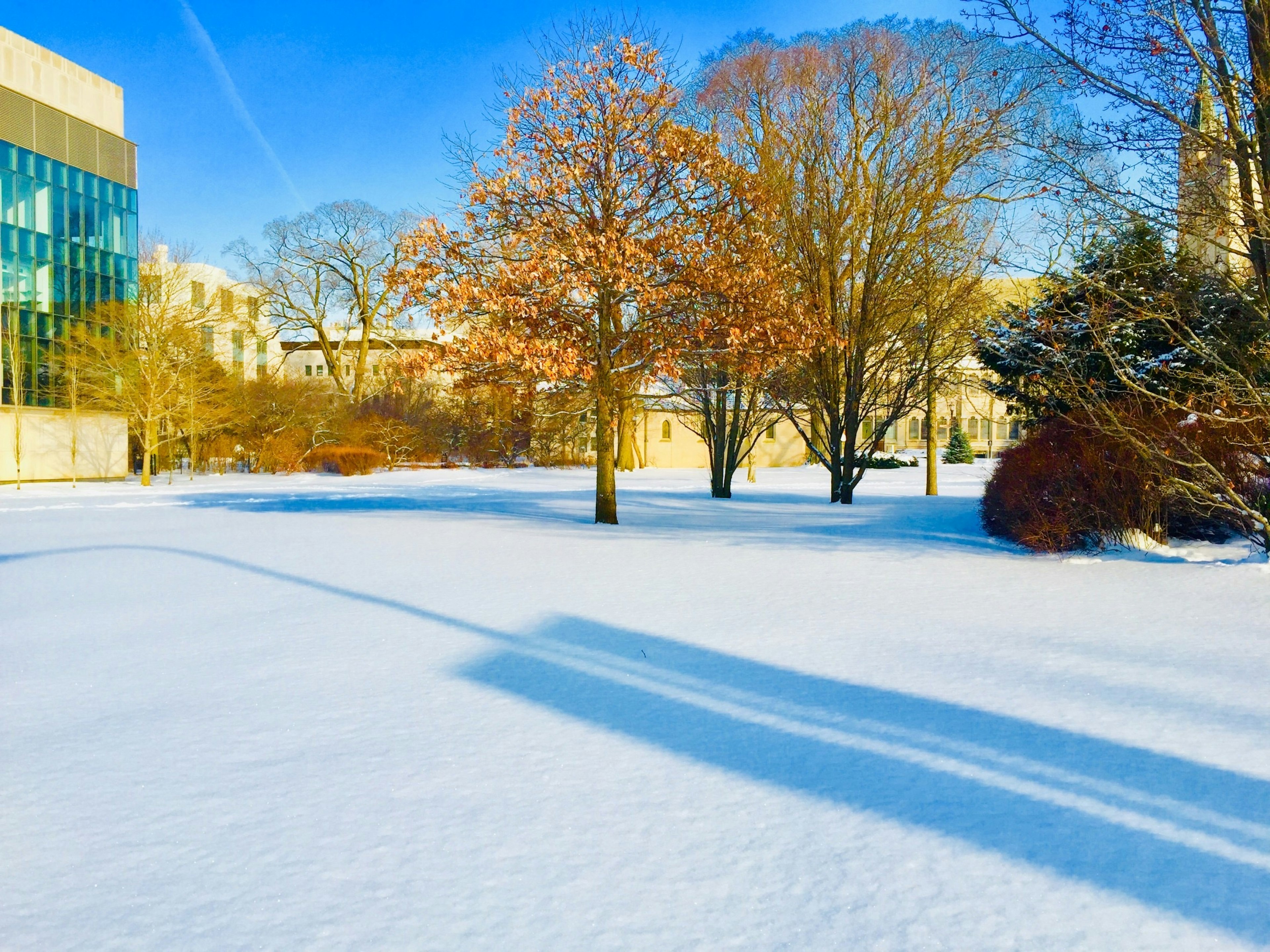 雪に覆われた公園に立つ木々と青空の風景