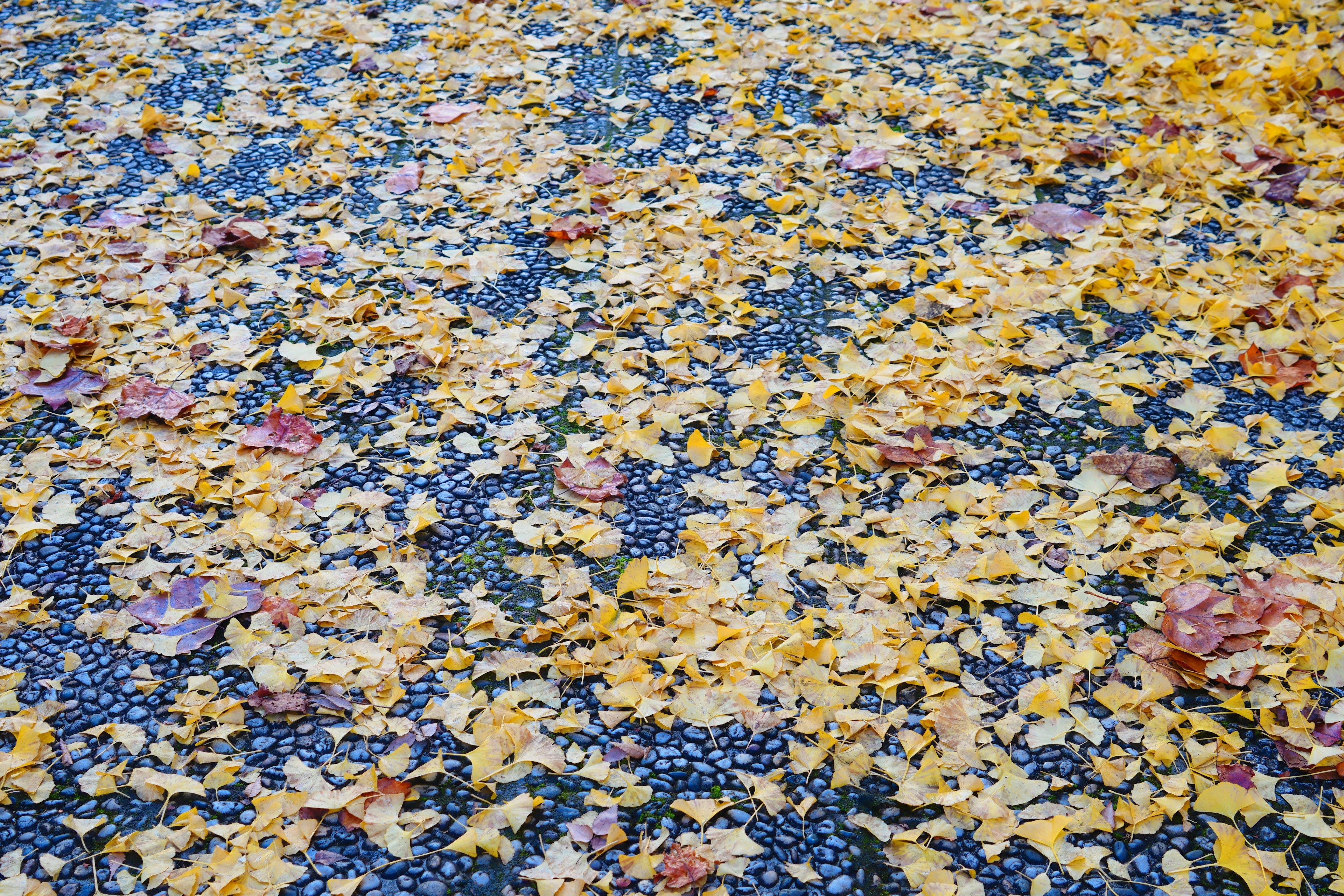 A ground covered with colorful leaves in autumn