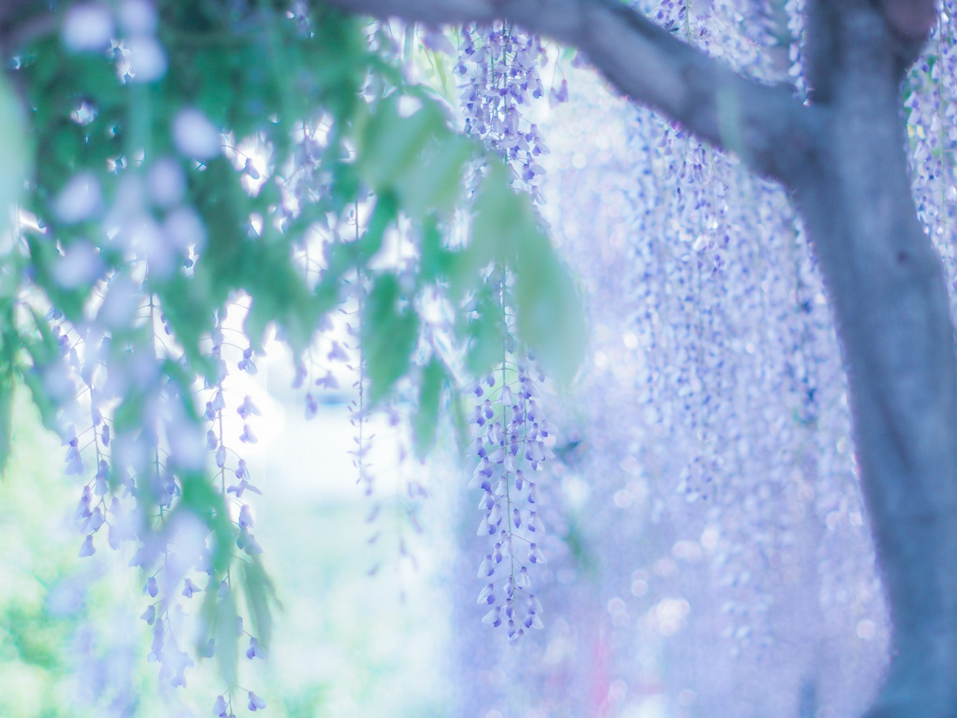 青紫色の藤の花が垂れ下がる美しい風景