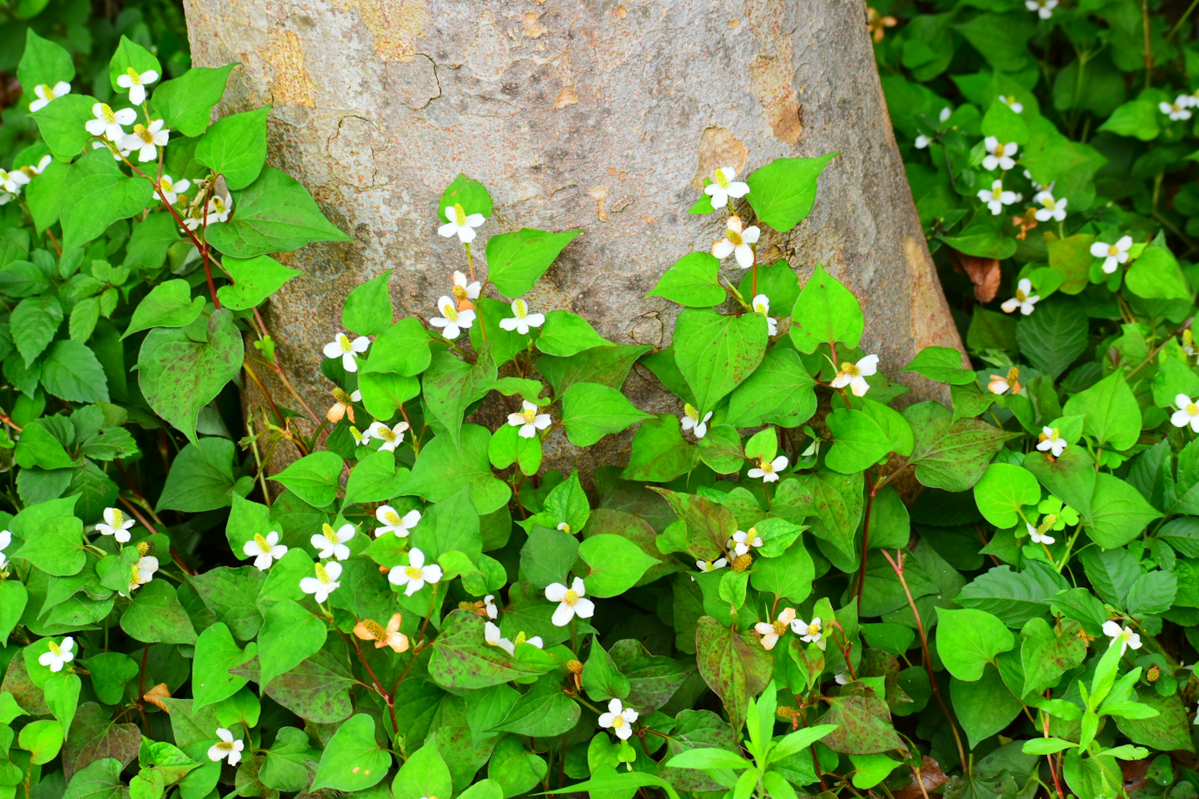 Grüne Blätter und weiße Blumen wachsen am Fuß eines Baumes