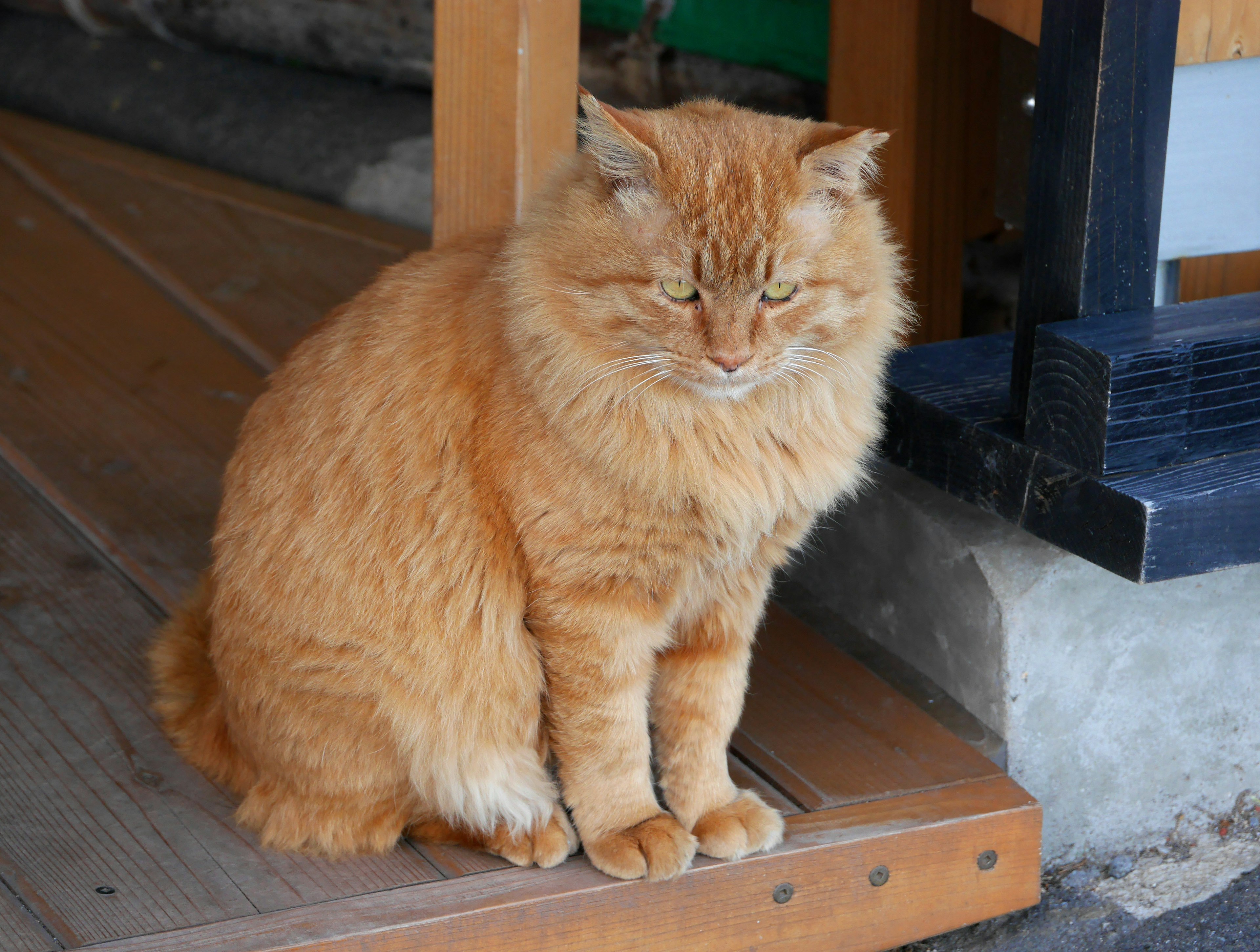 オレンジ色の毛を持つ猫が木製のデッキに座っている