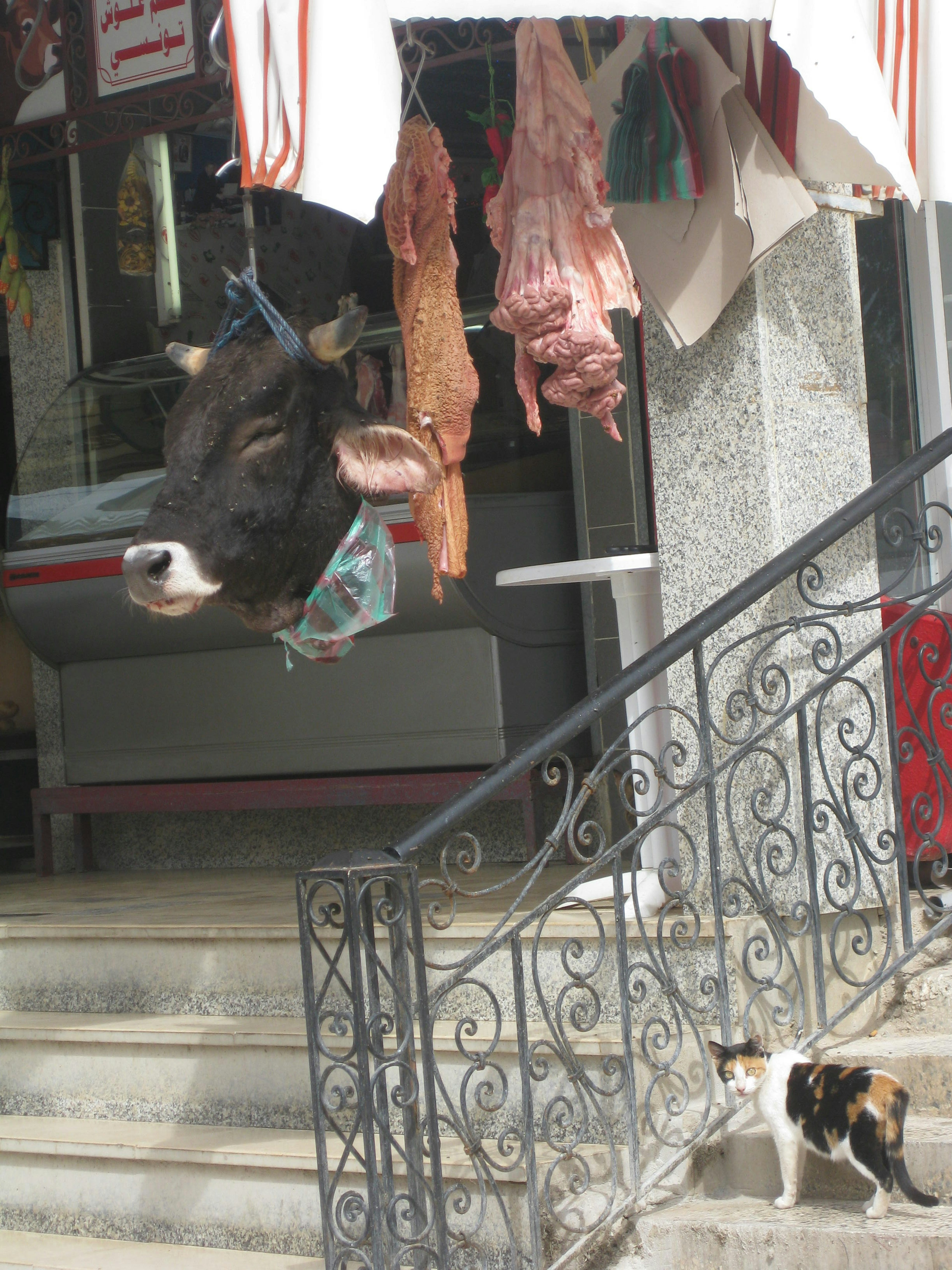 肉屋の入口に吊るされた牛の頭と階段にいる猫