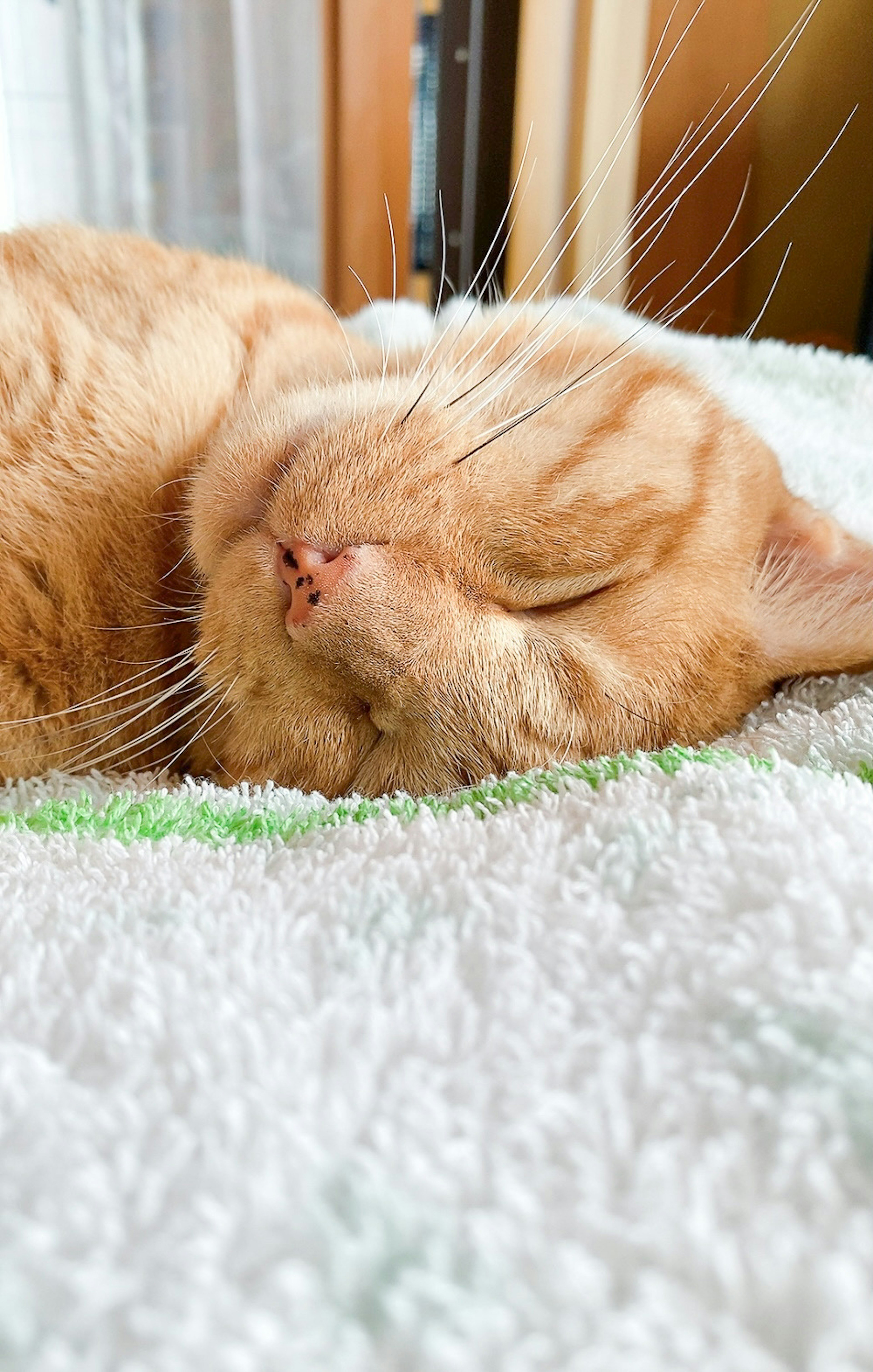 An orange cat sleeping on a towel