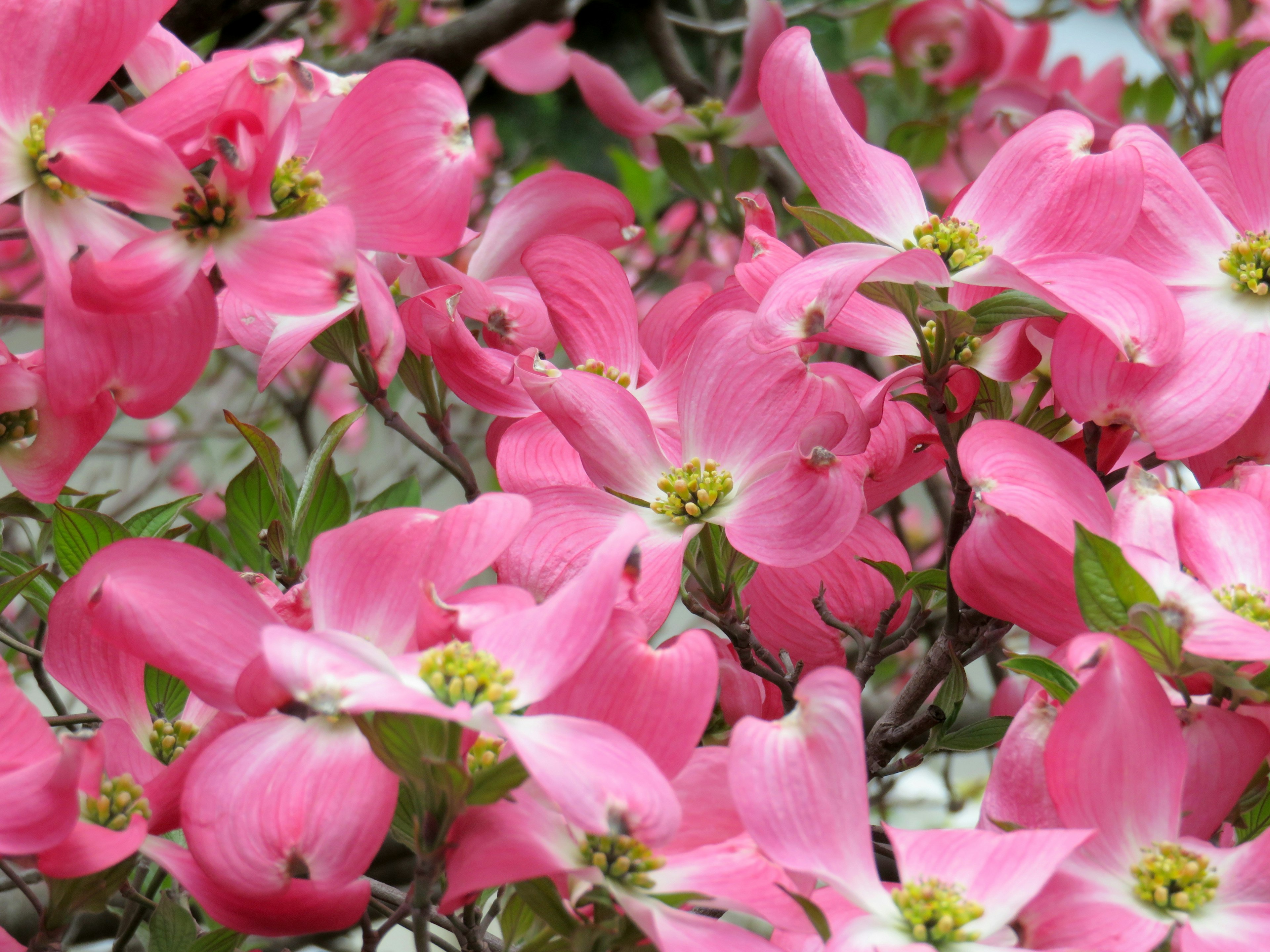 ดอกไม้ dogwood สีชมพูสดใสที่บานเต็มที่