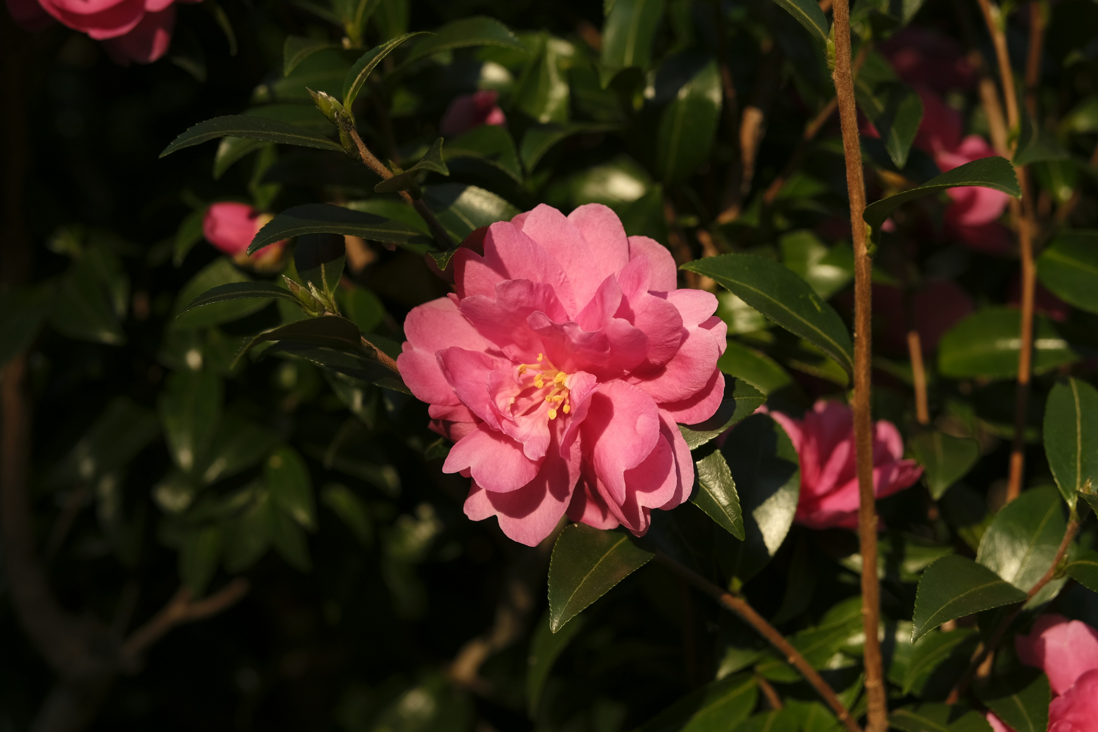 A pink camellia flower surrounded by green leaves