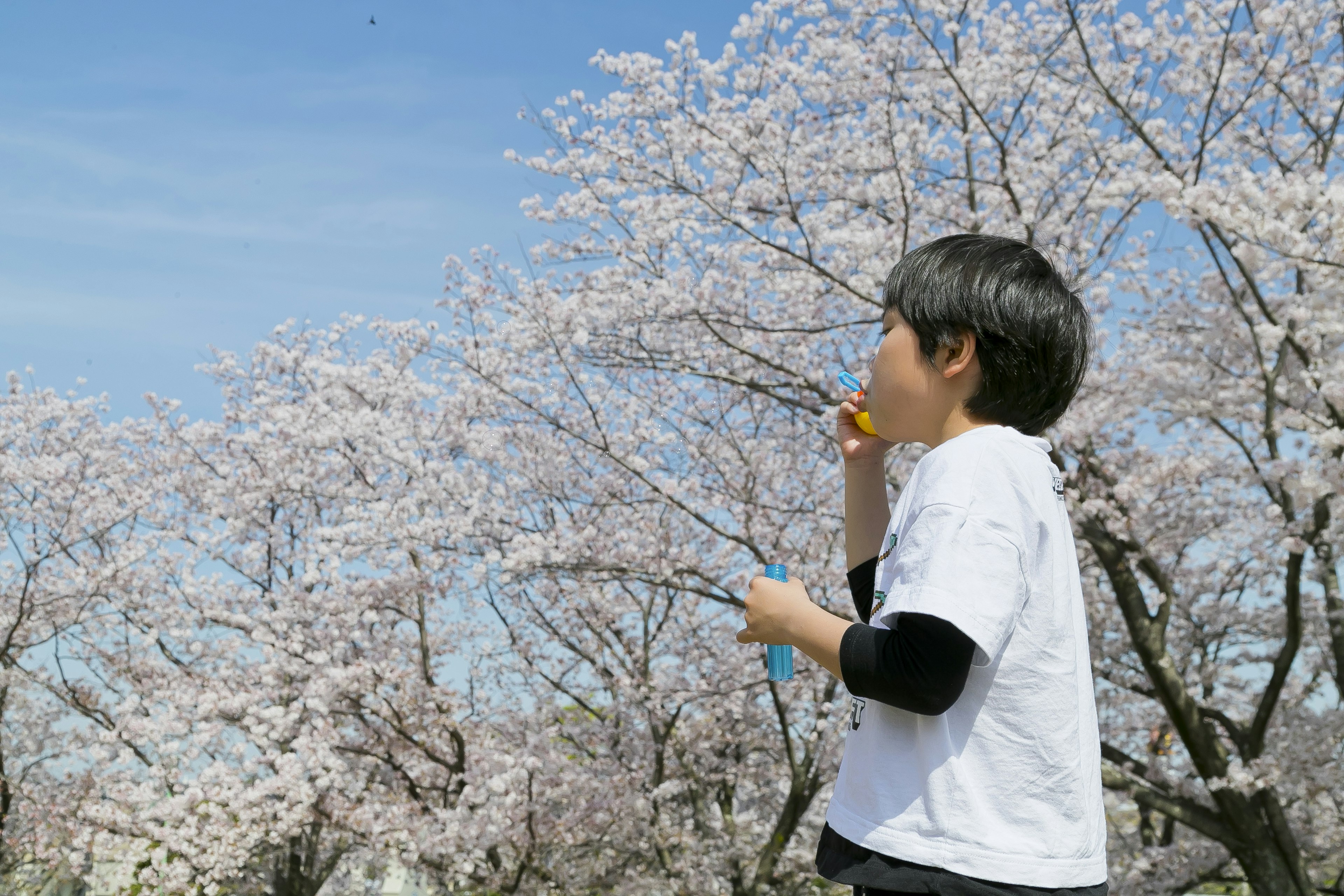 Bambino che si gode i ciliegi in fiore in primavera