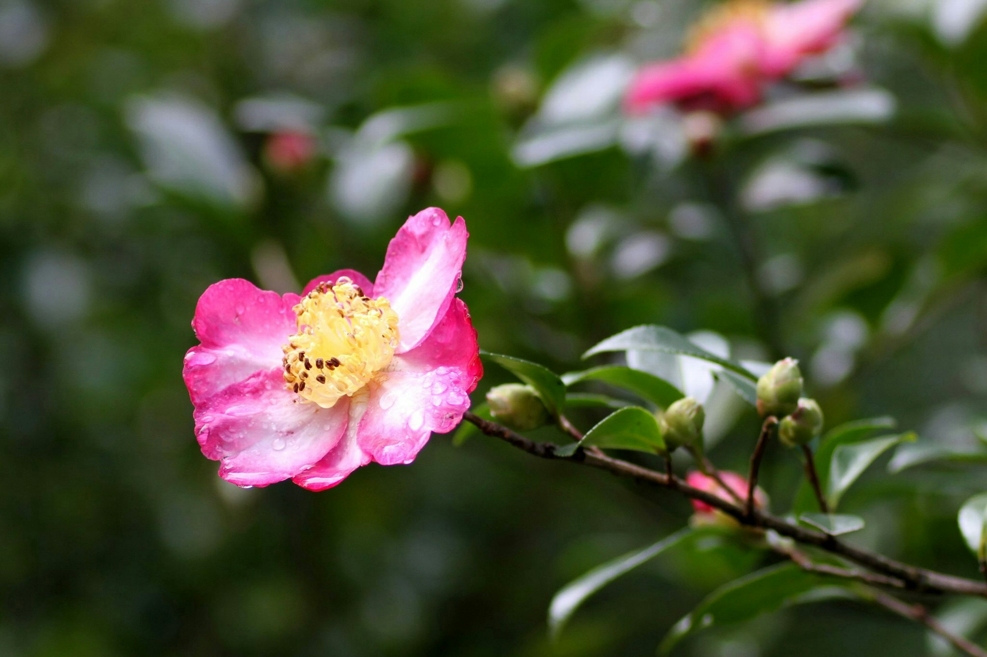 Pink and white flower blooming among green leaves