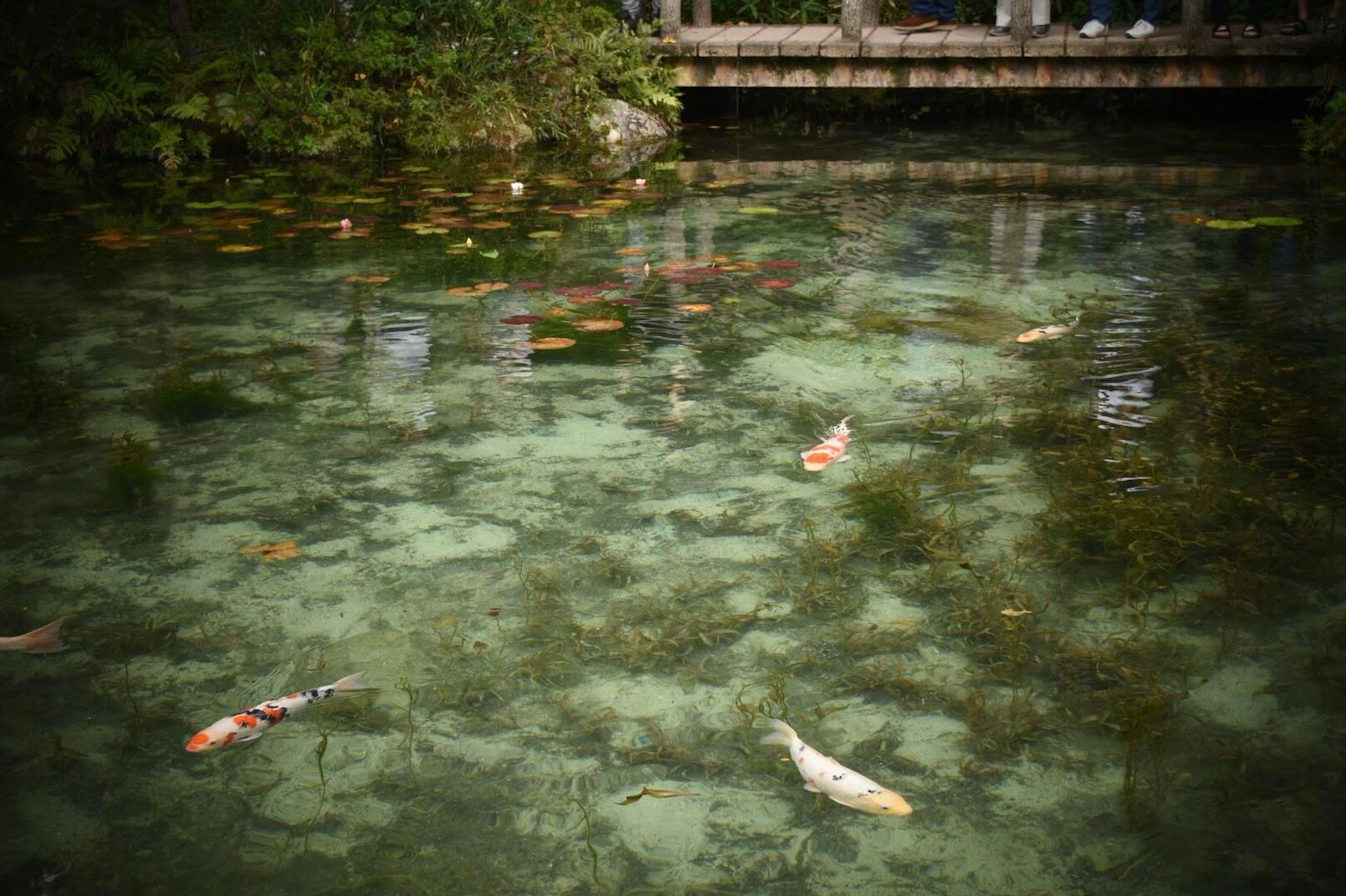 Koi berenang di air jernih dengan tanaman hijau