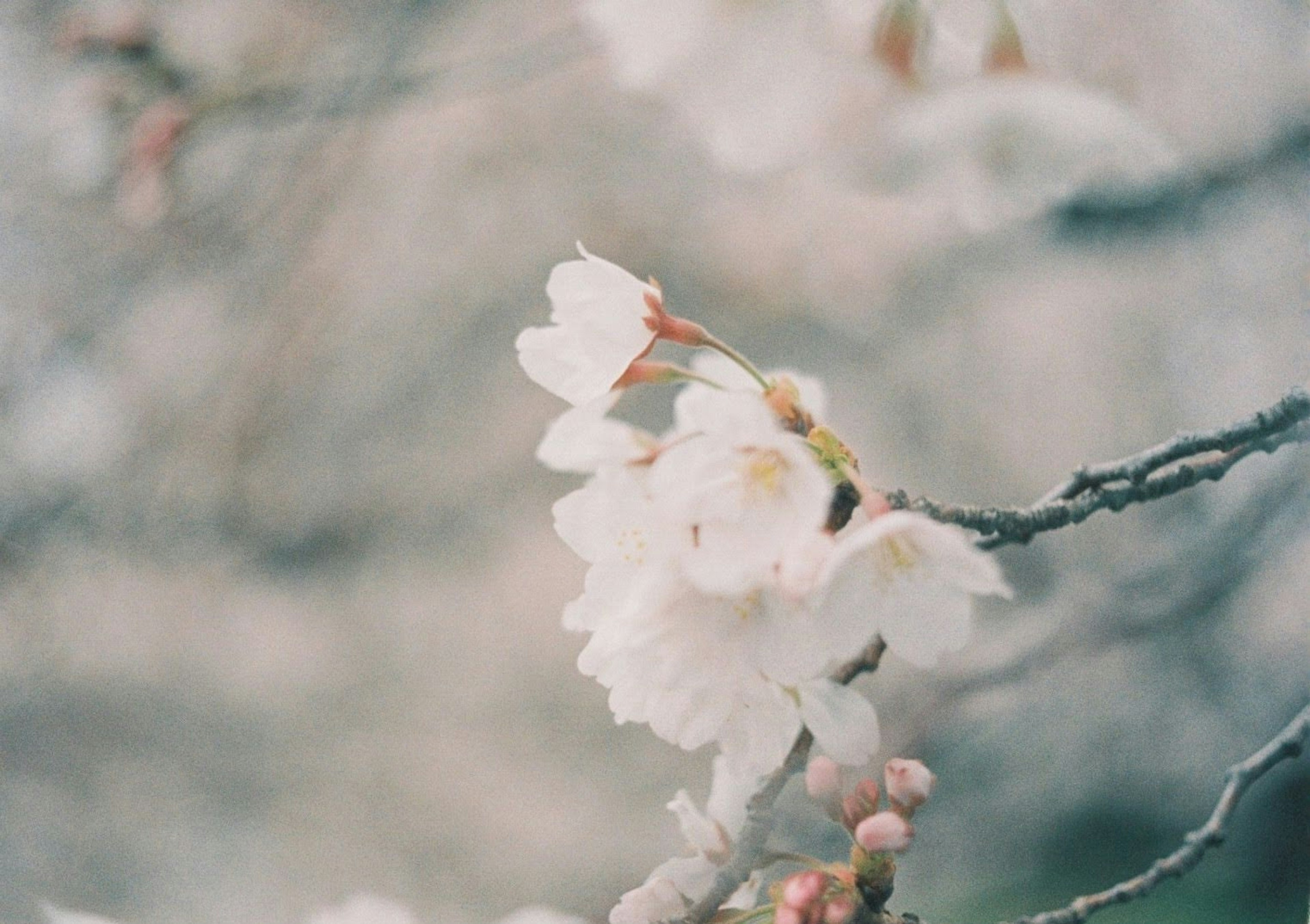 桜の花が咲いている柔らかい色合いの風景