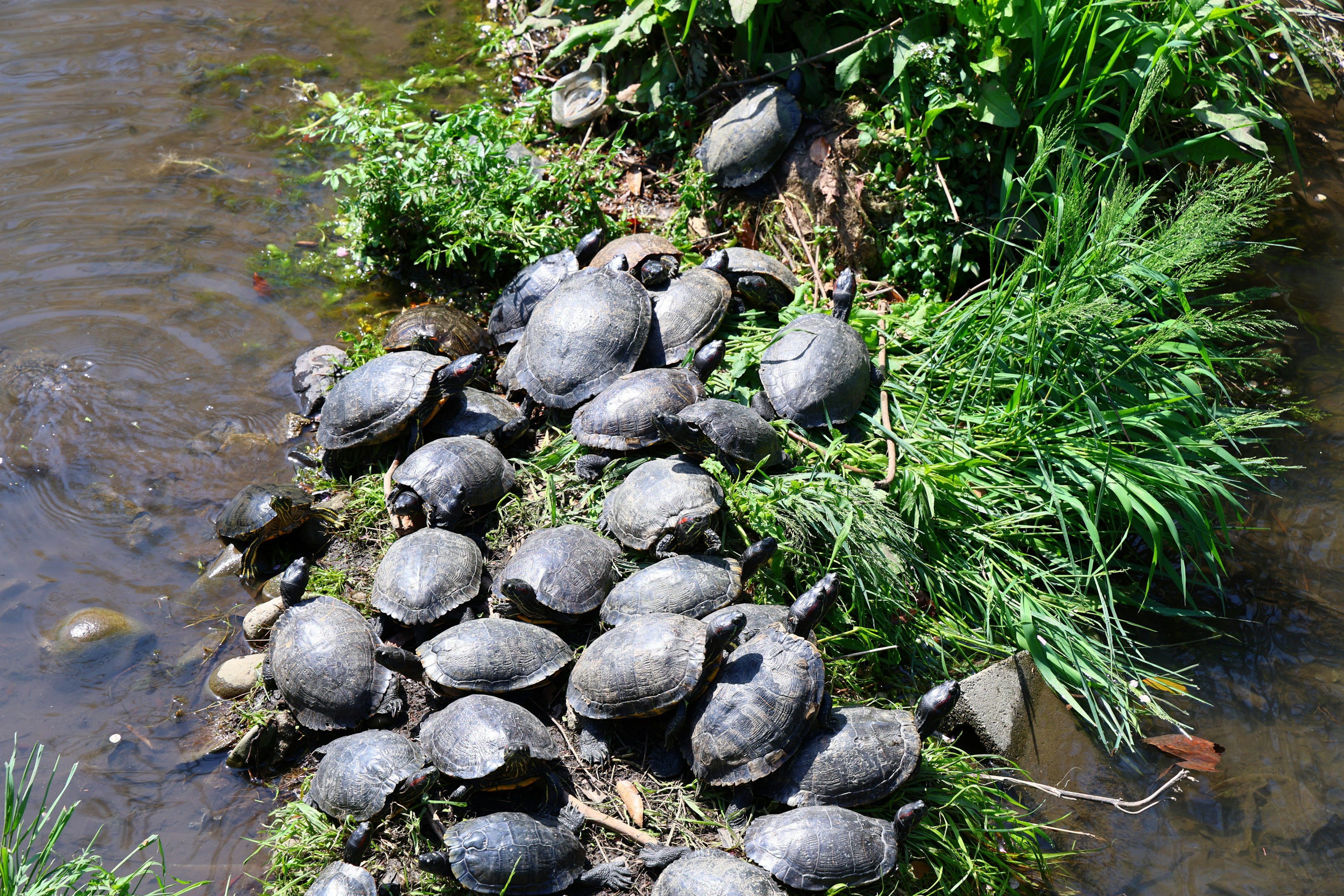 Zahlreiche Schildkröten, die sich auf grünem Gras am Ufer eines Flusses sonnen