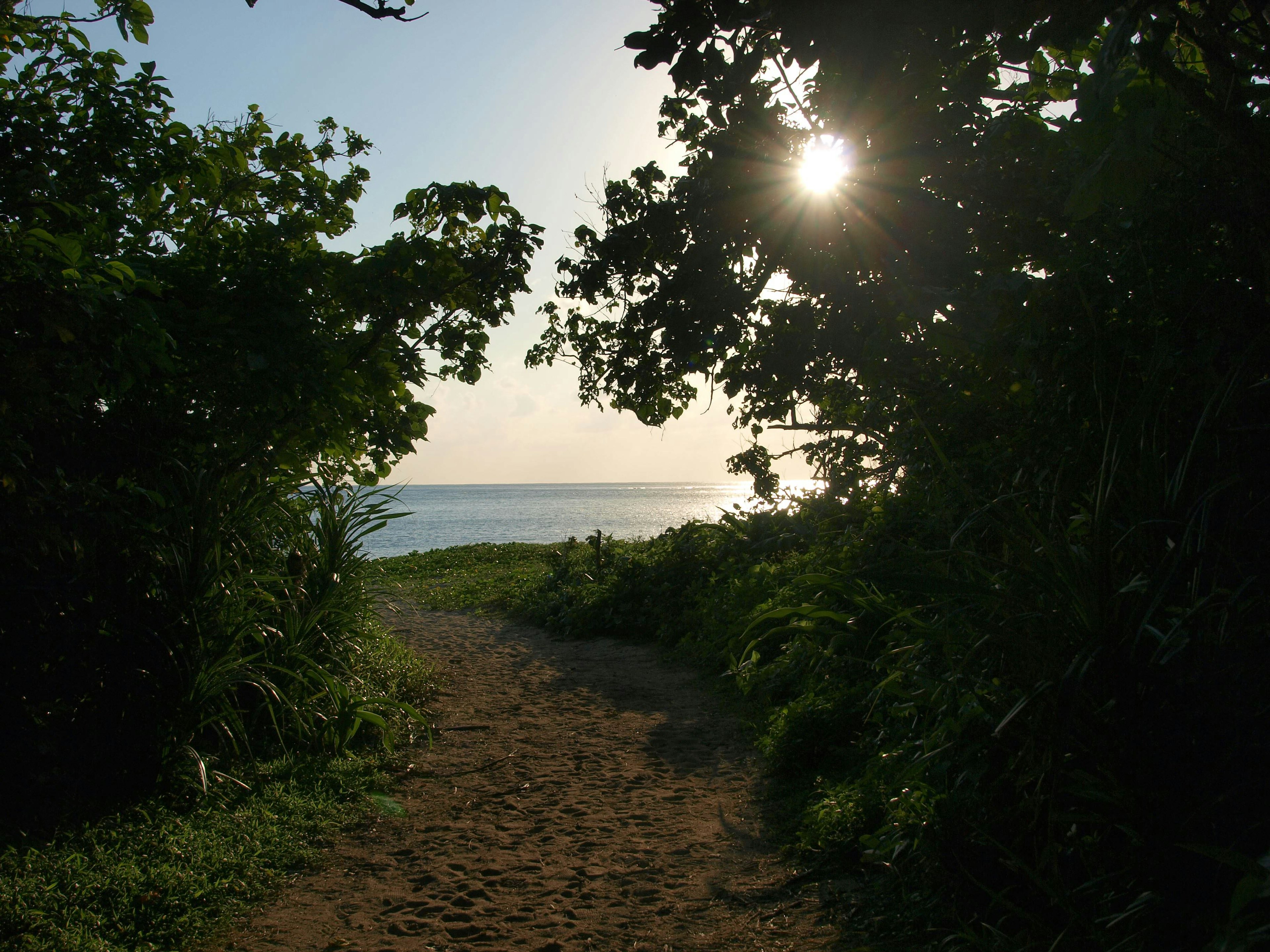 Pathway through lush greenery leading to a beach with ocean view