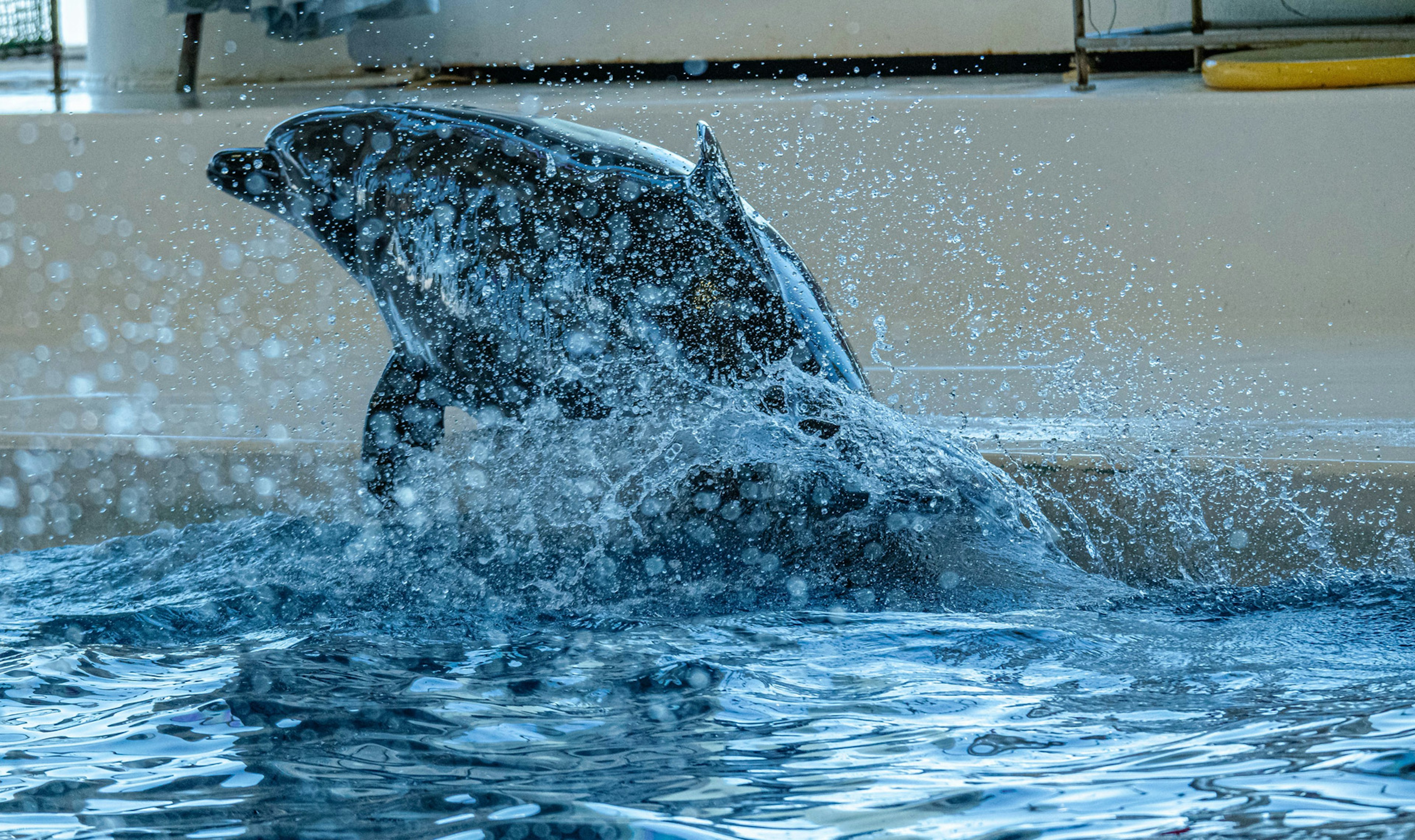 A dolphin leaping out of the water creating splashes