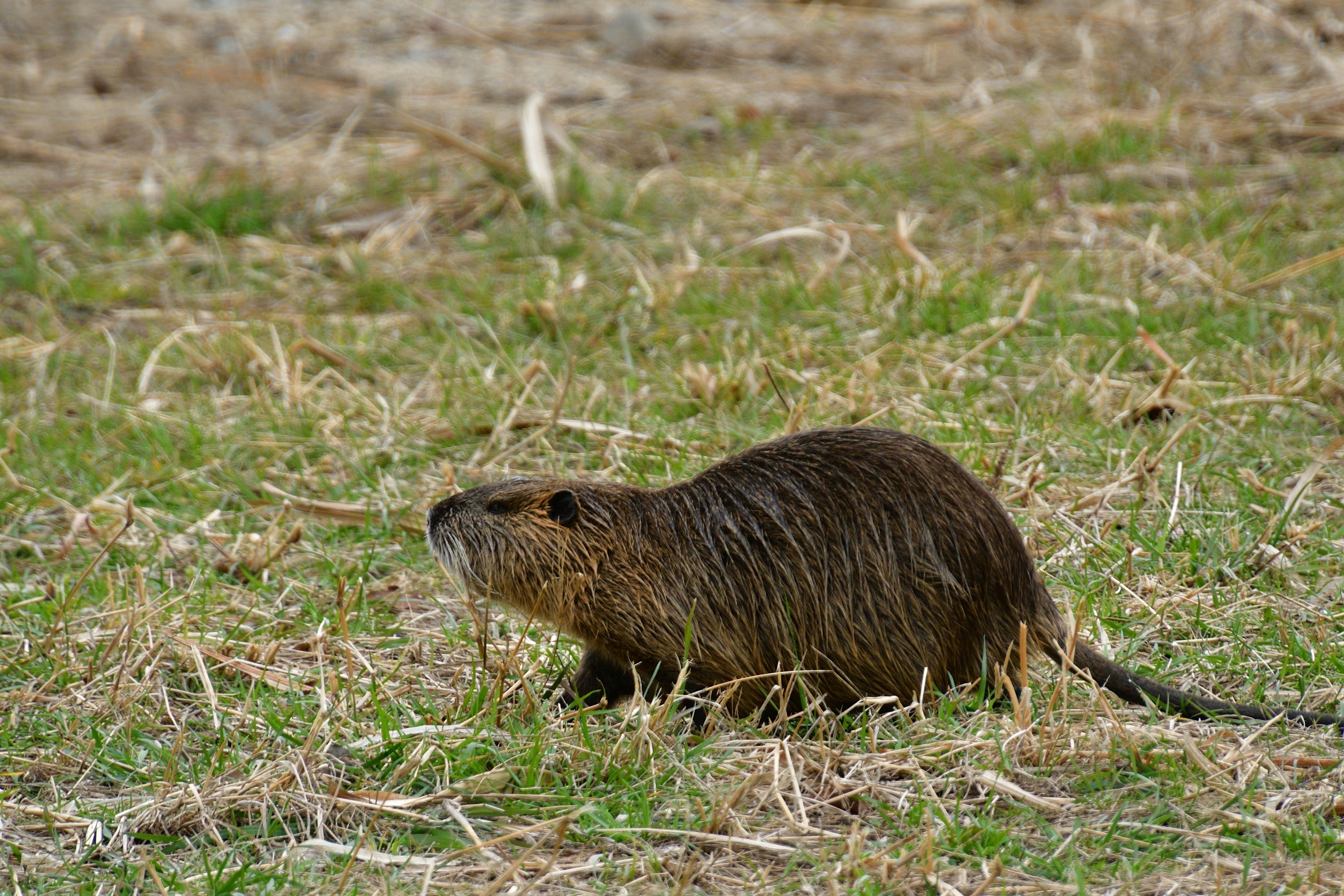 Un animal semblable à un castor marchant sur l'herbe