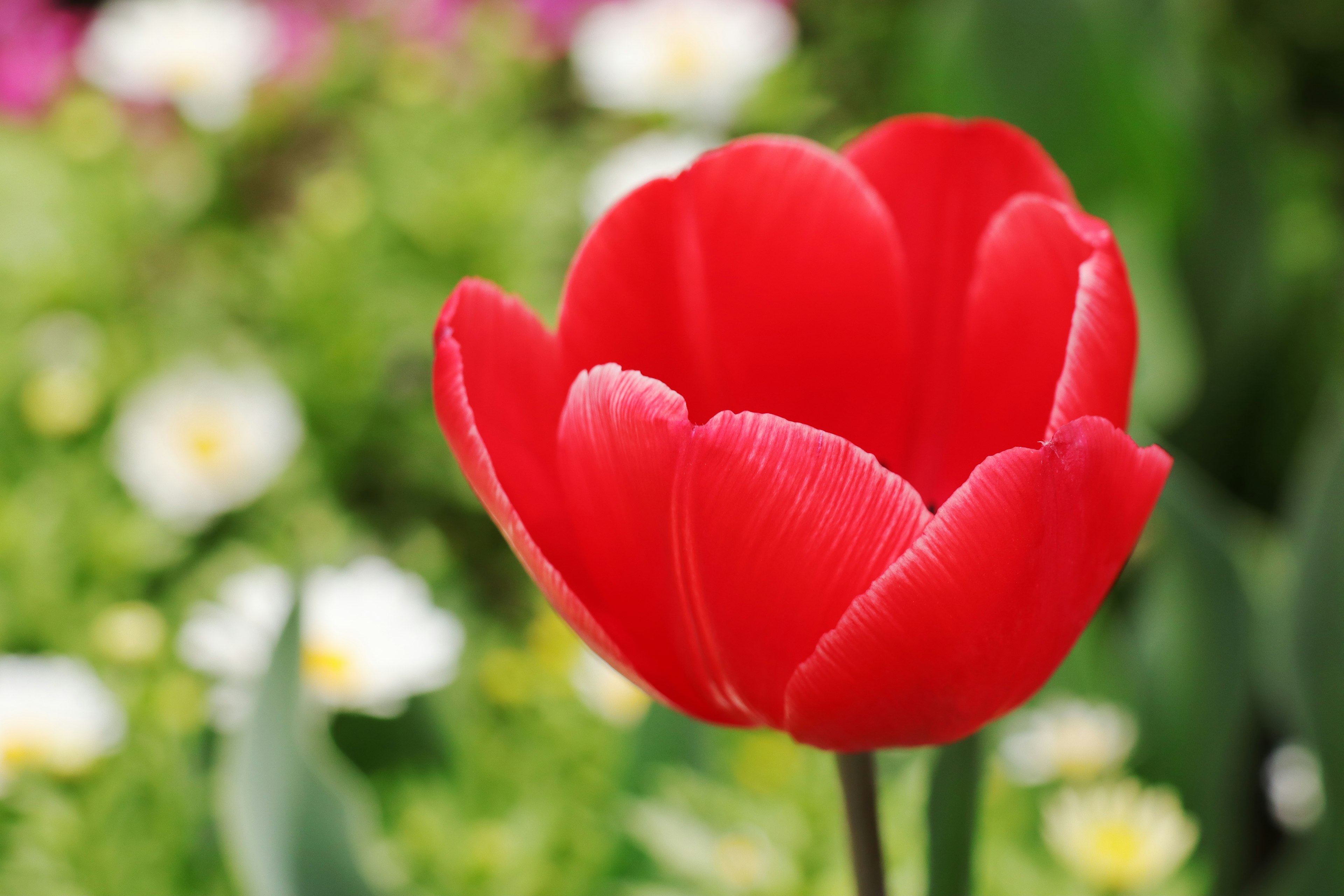 Vibrant red tulip flower standing out against a green background