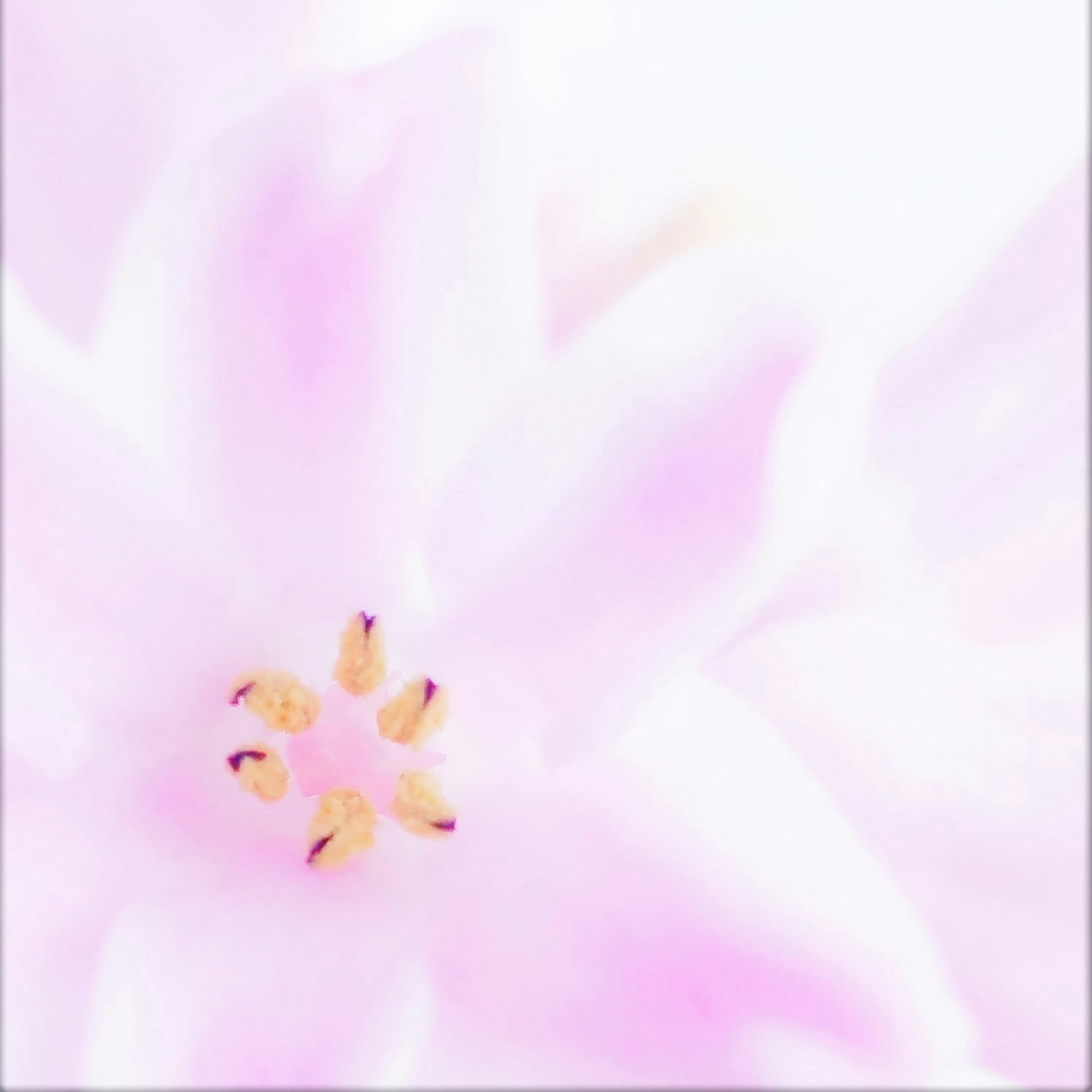 Close-up of a soft pink flower with yellow pollen at the center