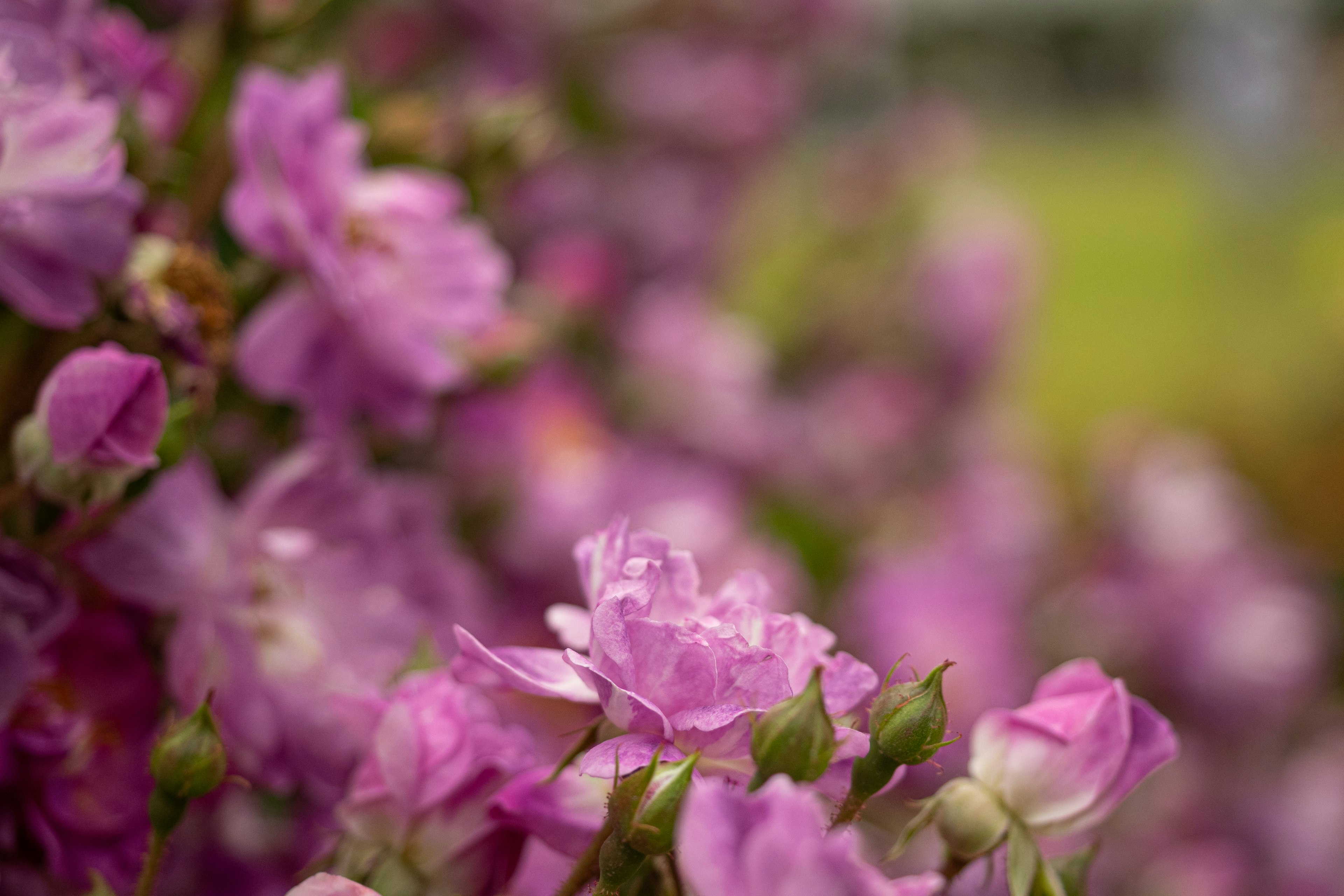 Nahaufnahme von lebhaften lila Blumen vor unscharfem Hintergrund