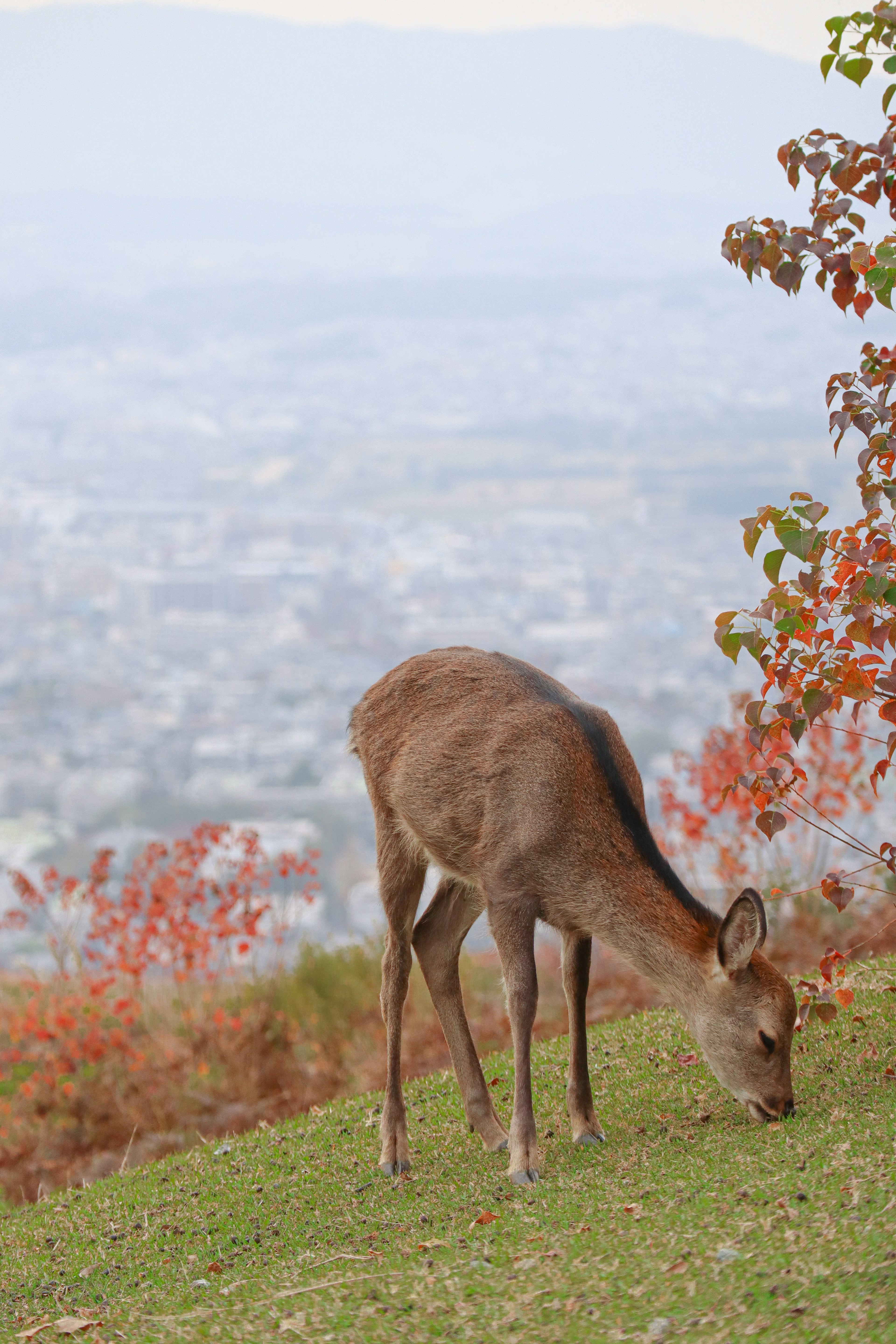 Un cervo che bruca l'erba con un fogliame autunnale e uno skyline urbano sullo sfondo