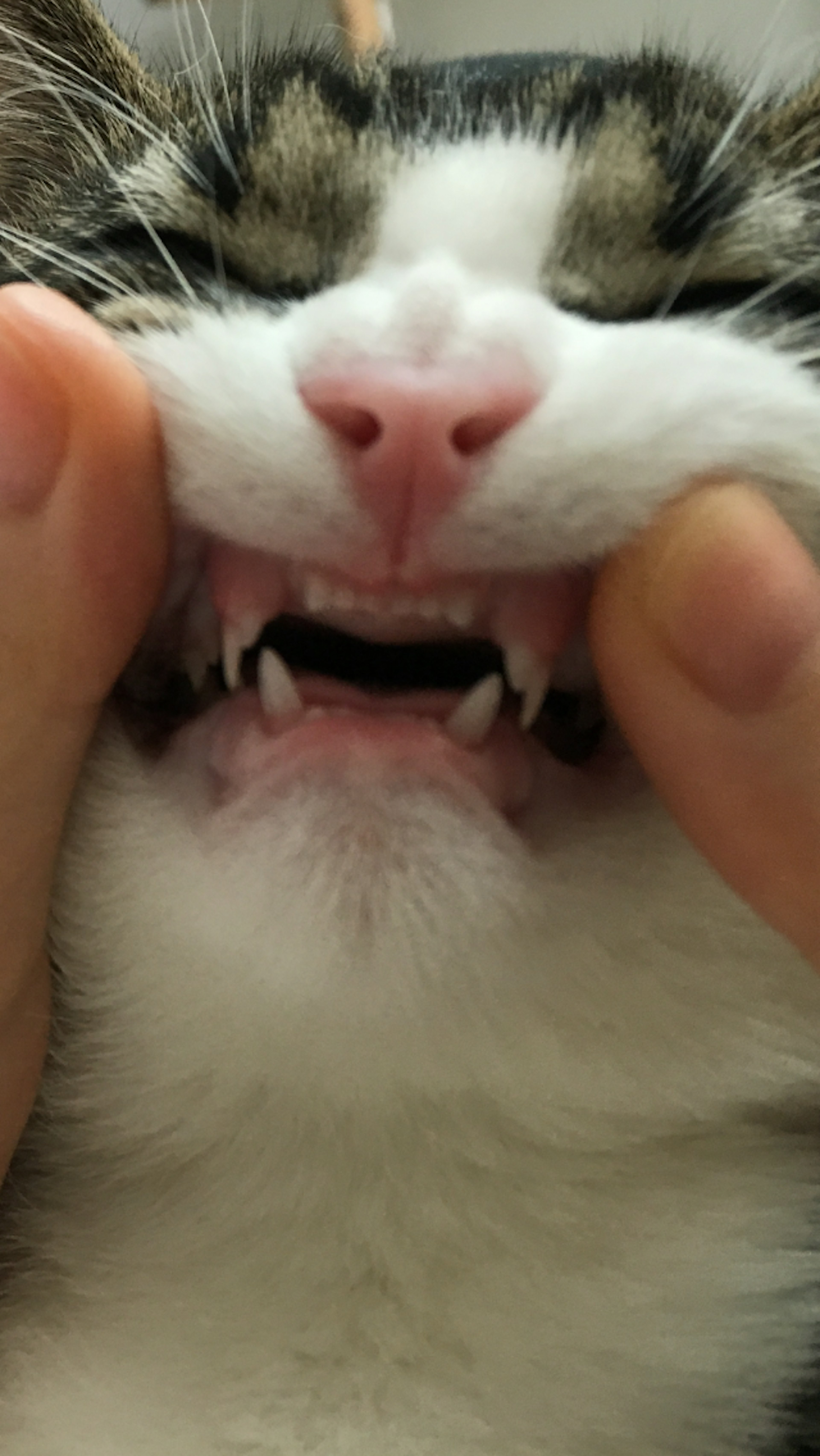 Close-up of a cat's mouth being opened with visible sharp teeth and a pink nose