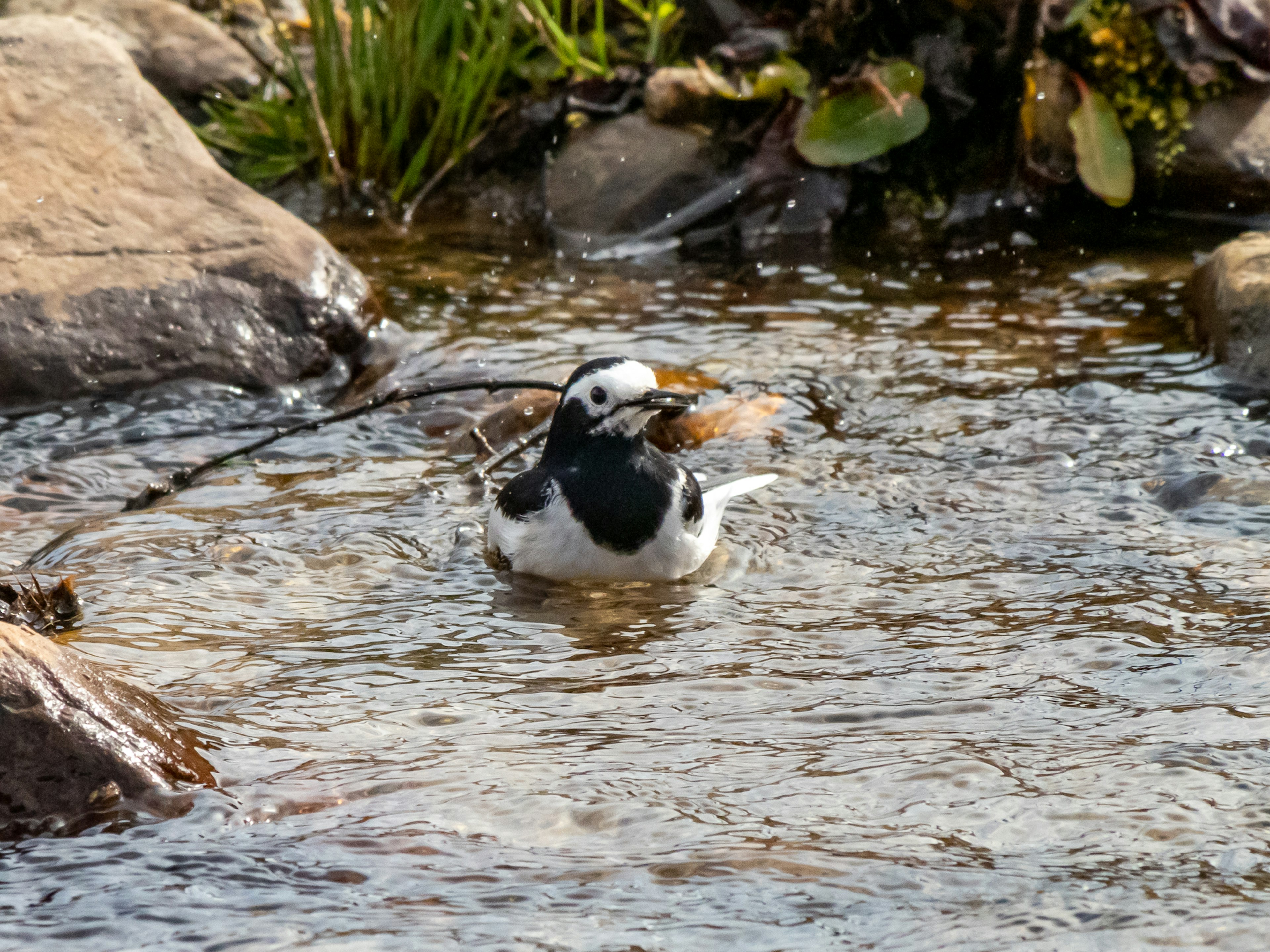 Ein schwarz-weißer Vogel schwimmt in einem Bach mit Steinen