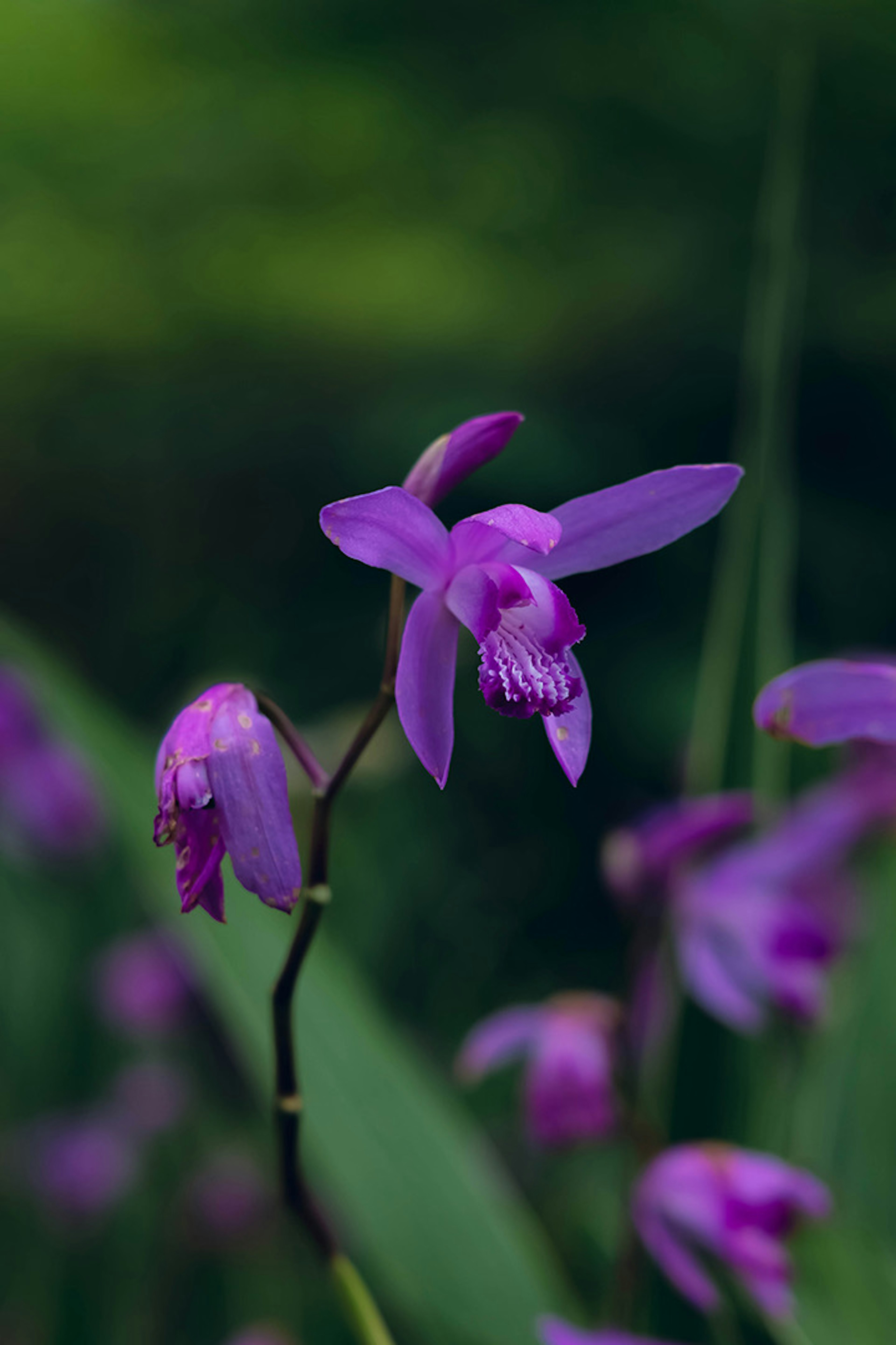 Close-up of purple flowers with green blurred background