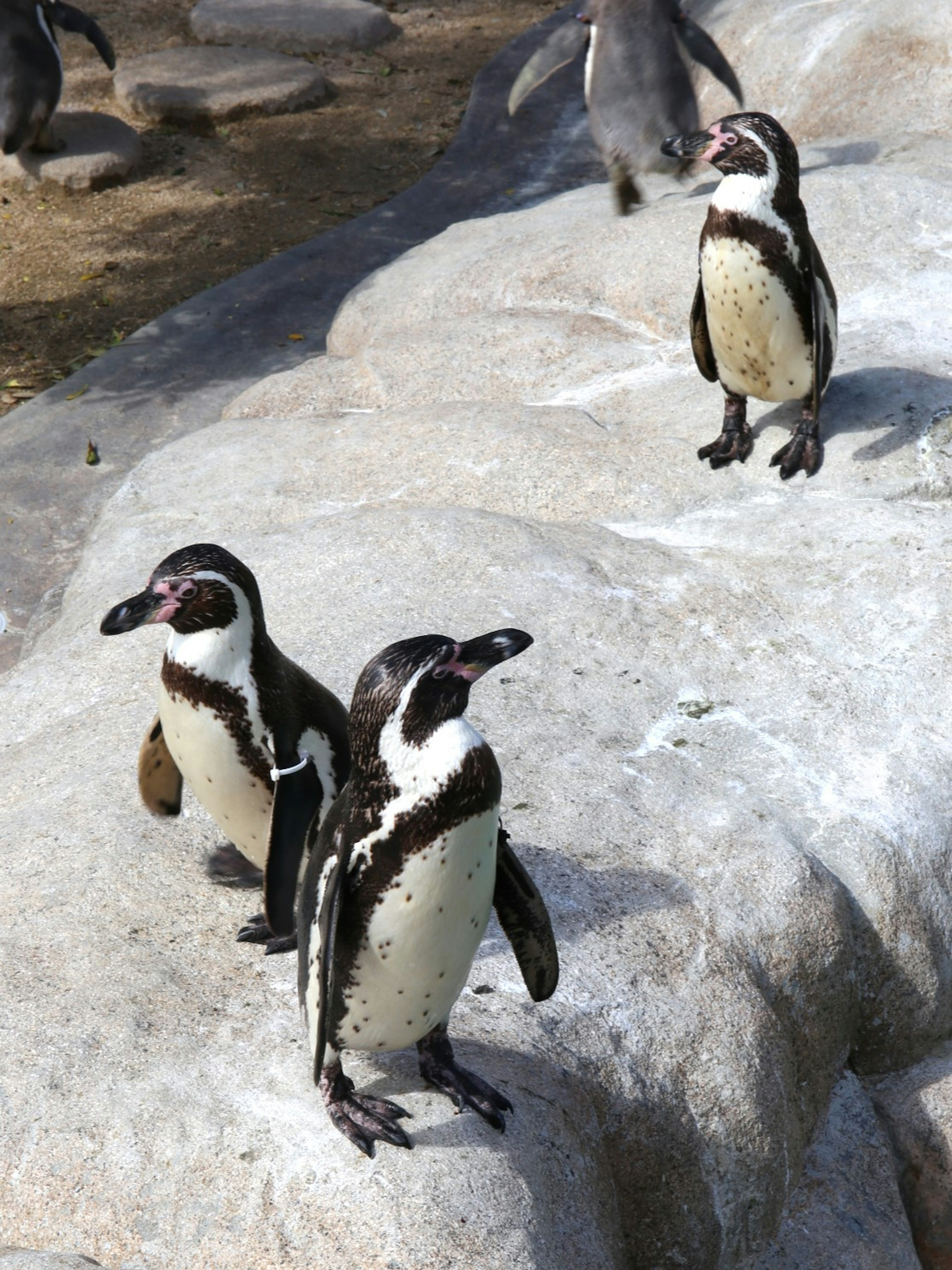 Grupo de pingüinos en pie sobre rocas con un entorno natural