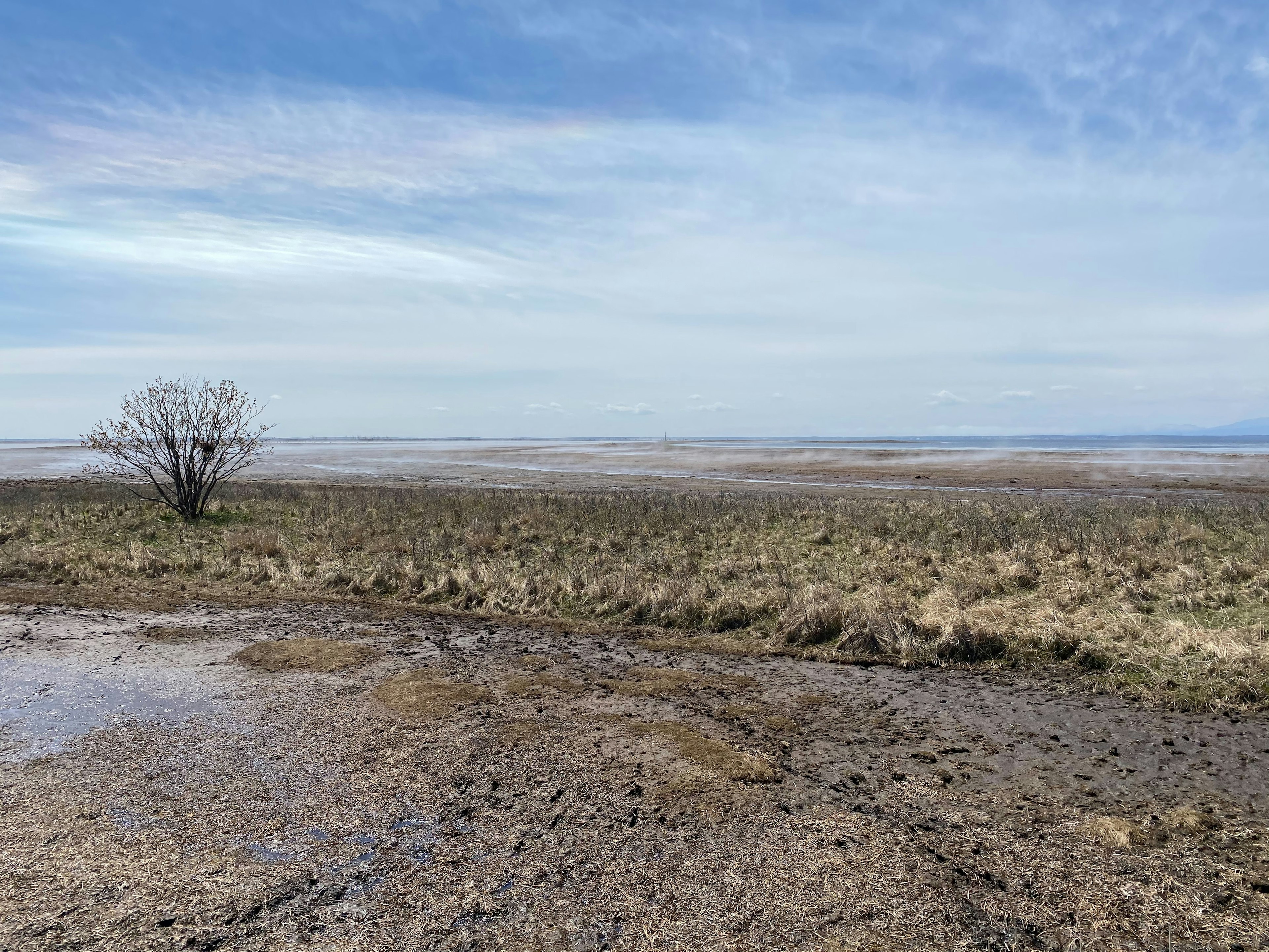 Weite Graslandschaft mit blauem Himmel einsamer Baum auf trockenem Boden