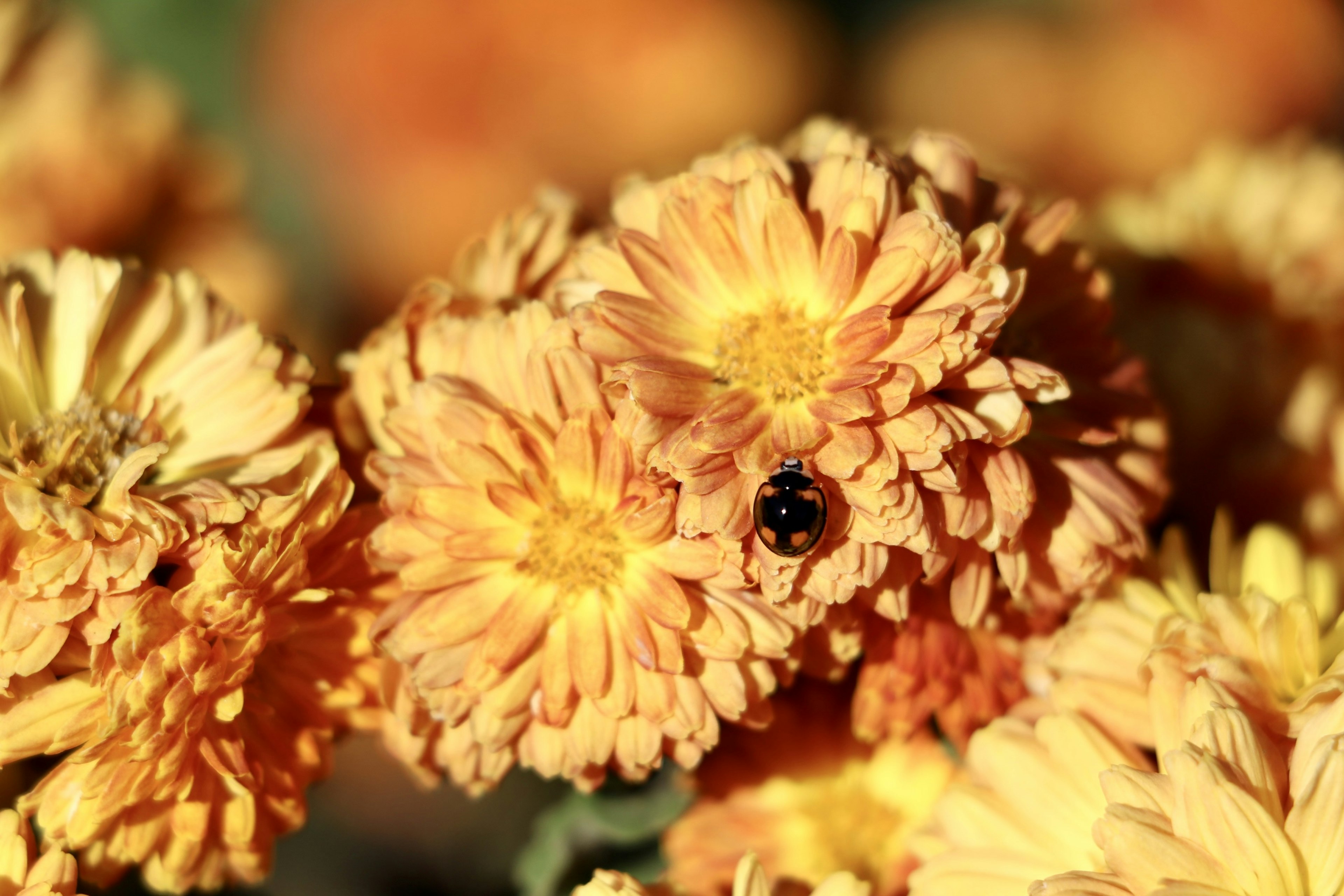 Acercamiento de flores naranjas con un insecto negro