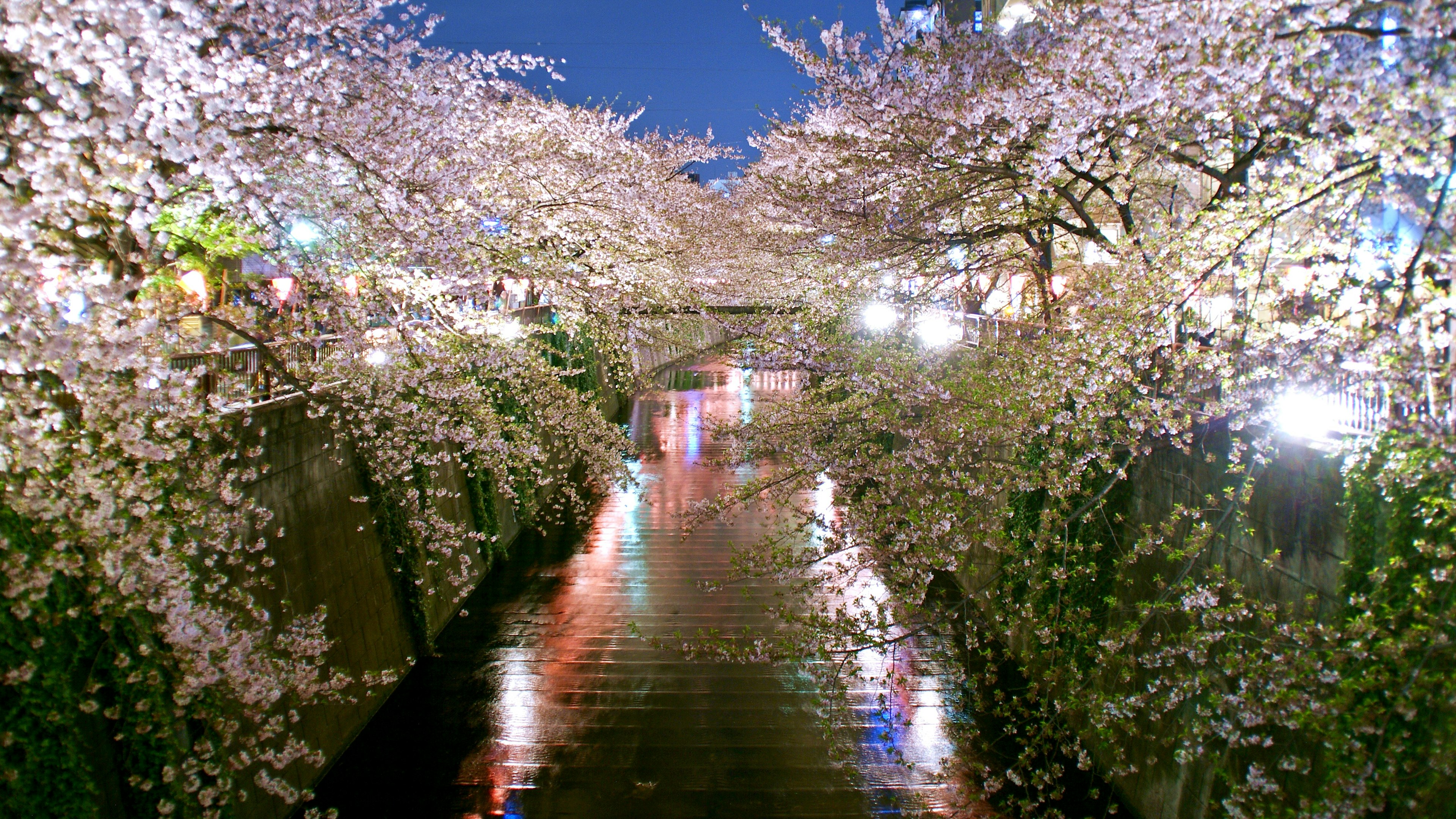 Schöne Aussicht auf einen Fluss, der nachts unter Kirschblüten fließt