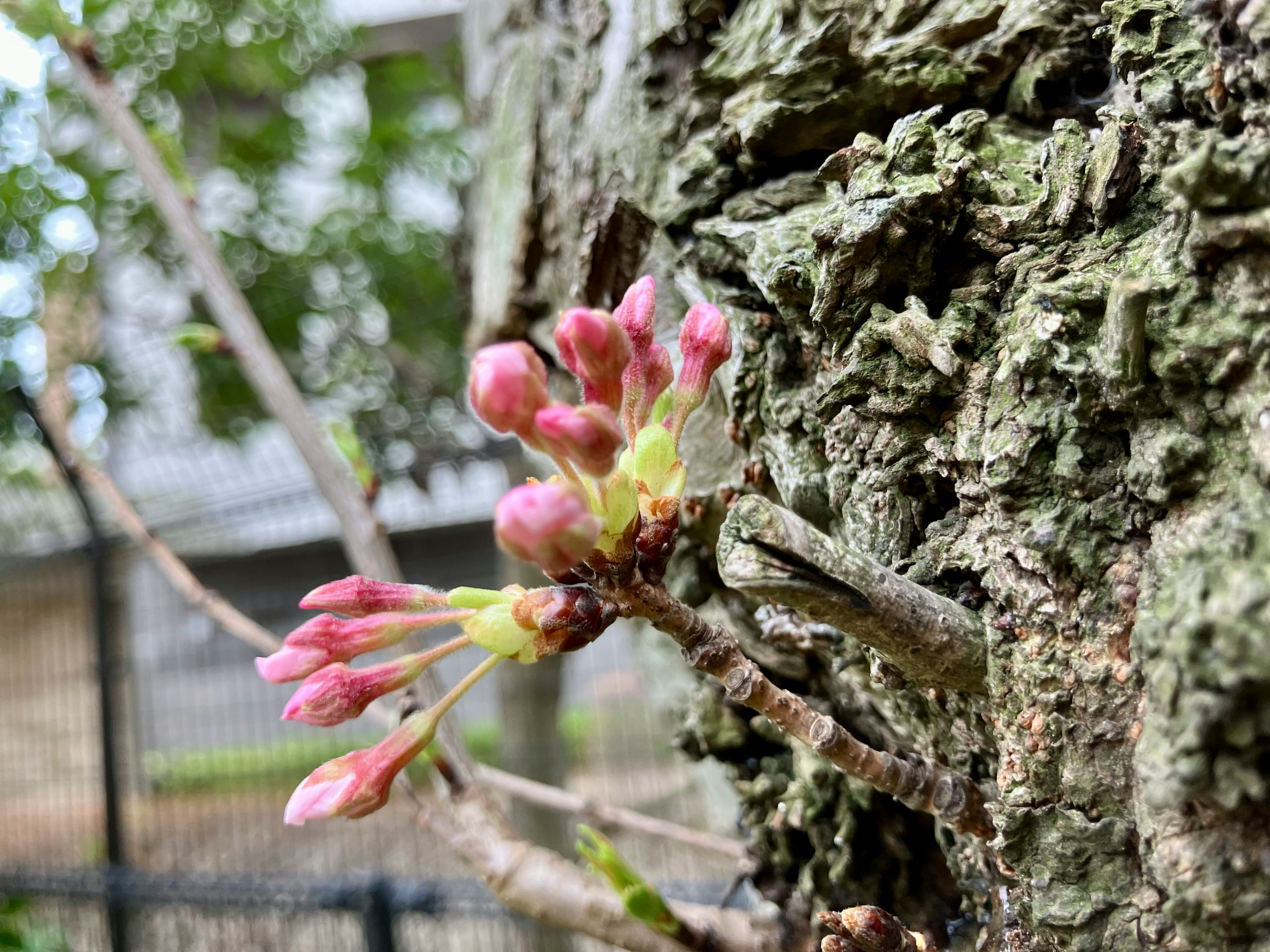 桜のつぼみが木の幹に寄り添っている様子