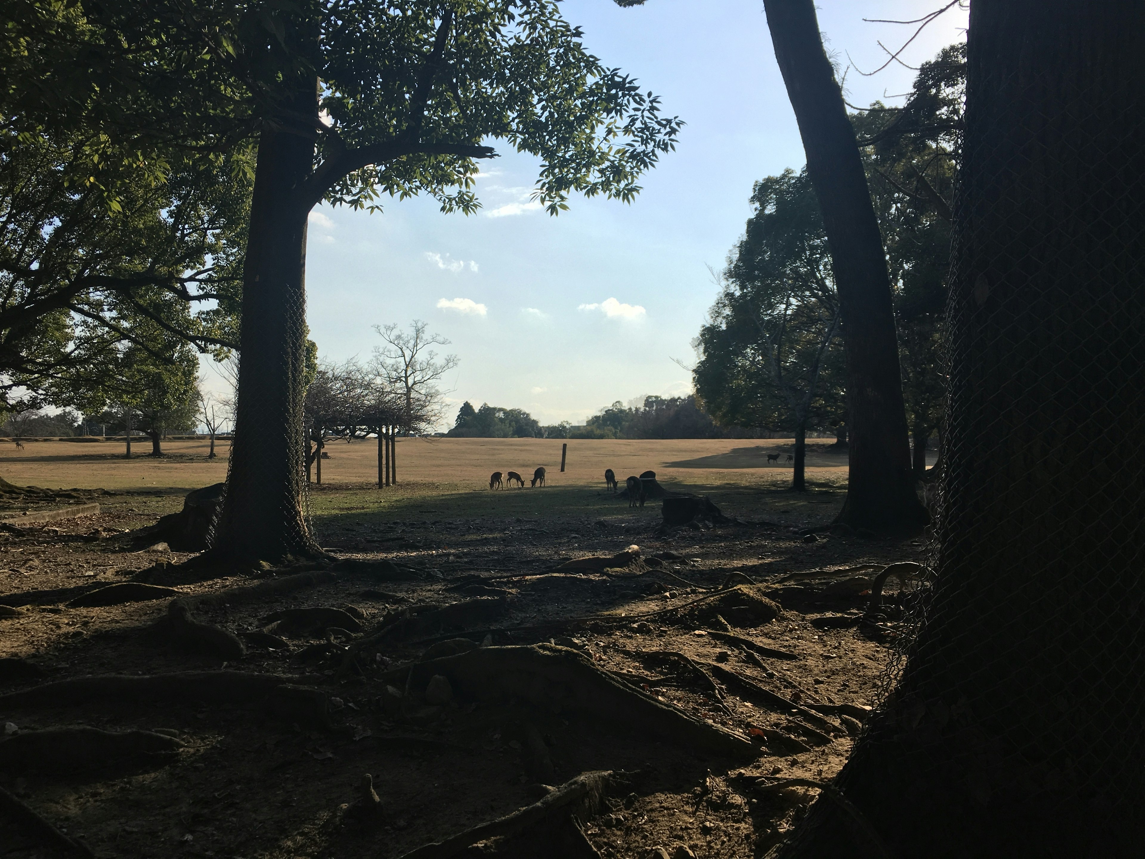 Campo abierto con árboles enmarcando la vista y cielo azul